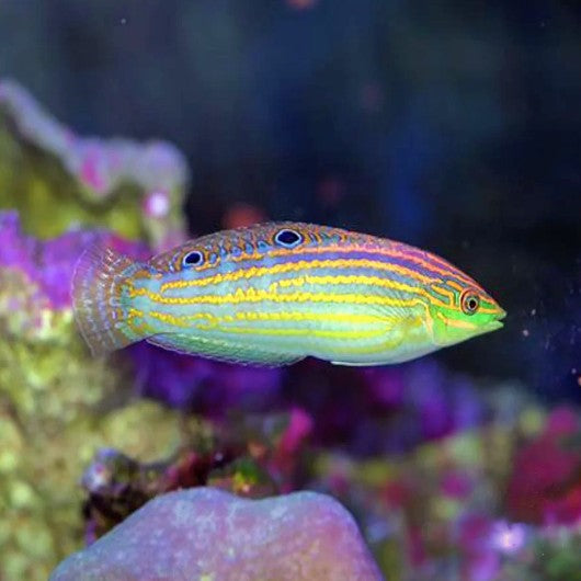 Cosmos Wrasse