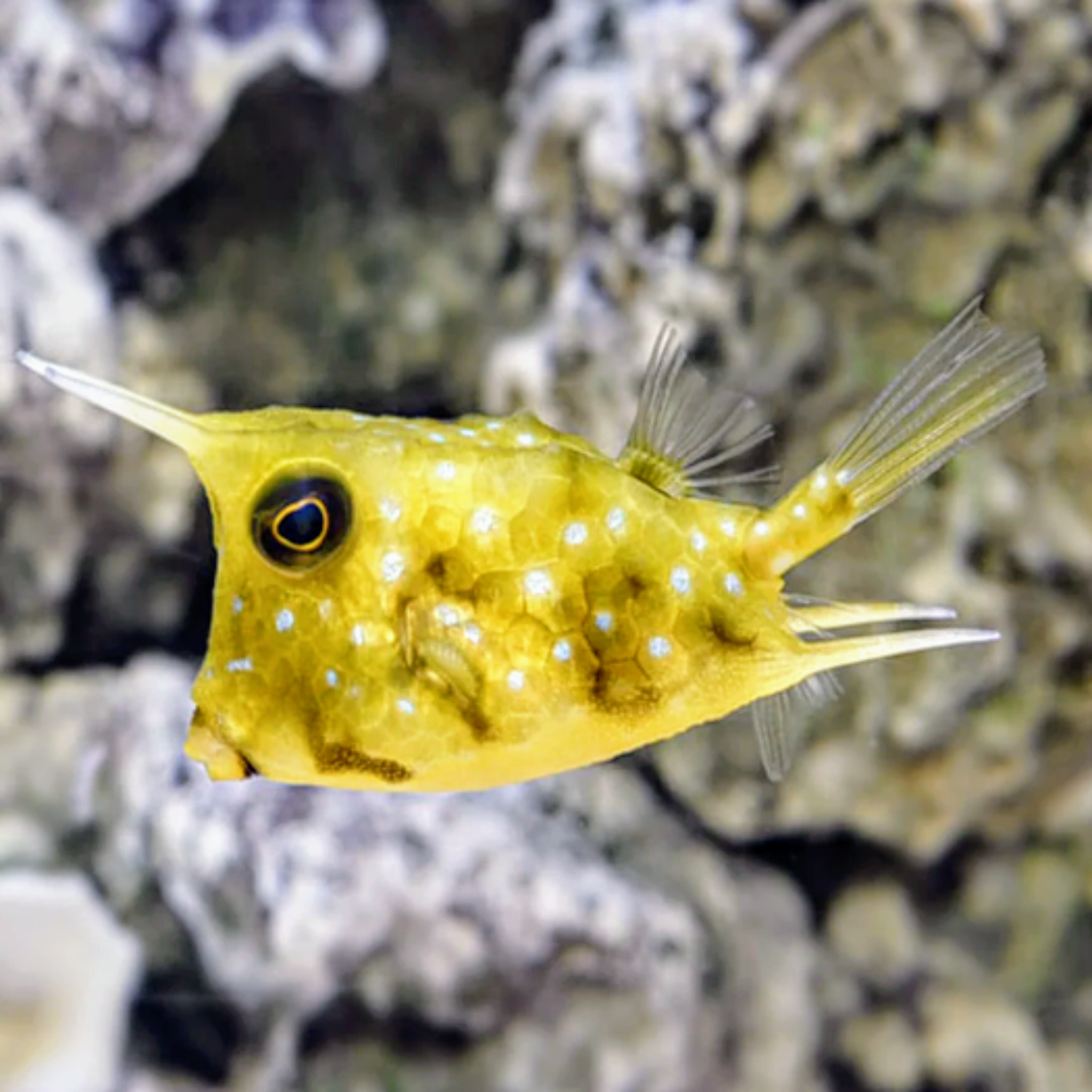 Cowfish - Long Horn