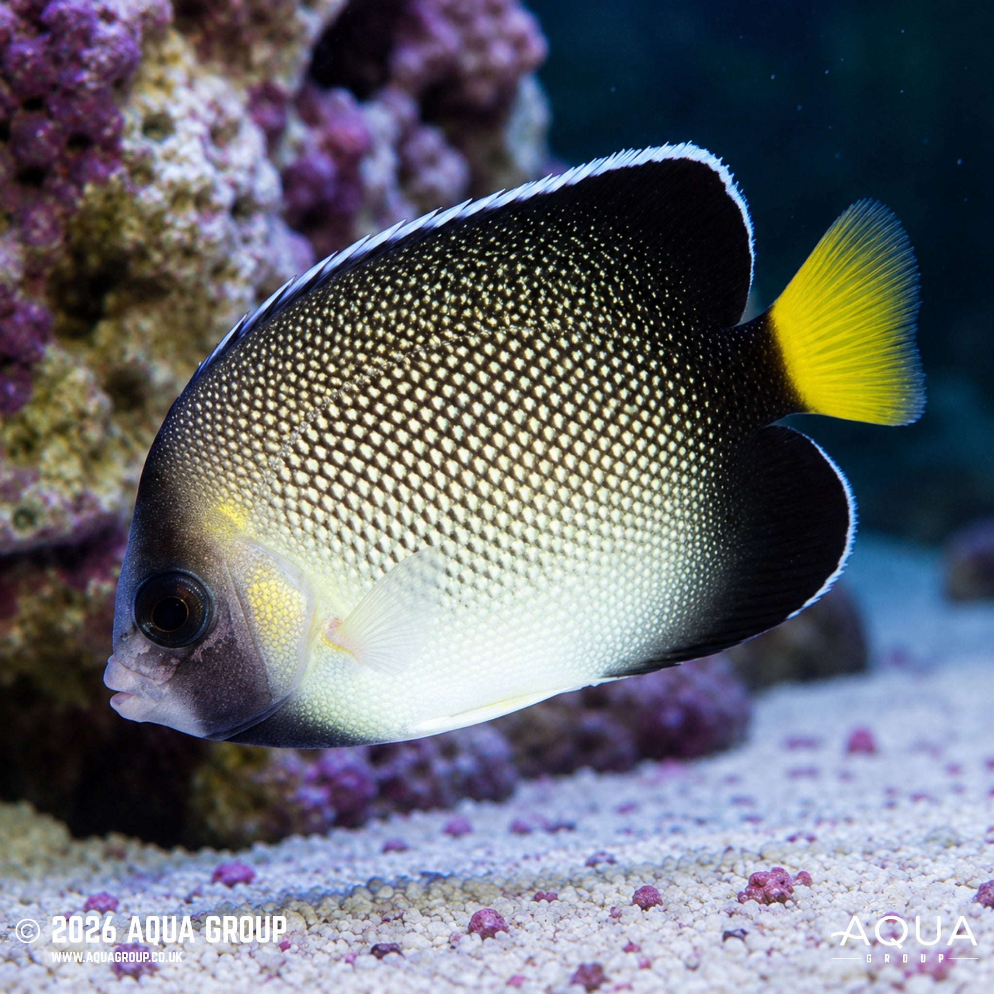 Cream Angelfish - Apolemichthys xanthurus - Aqua Group