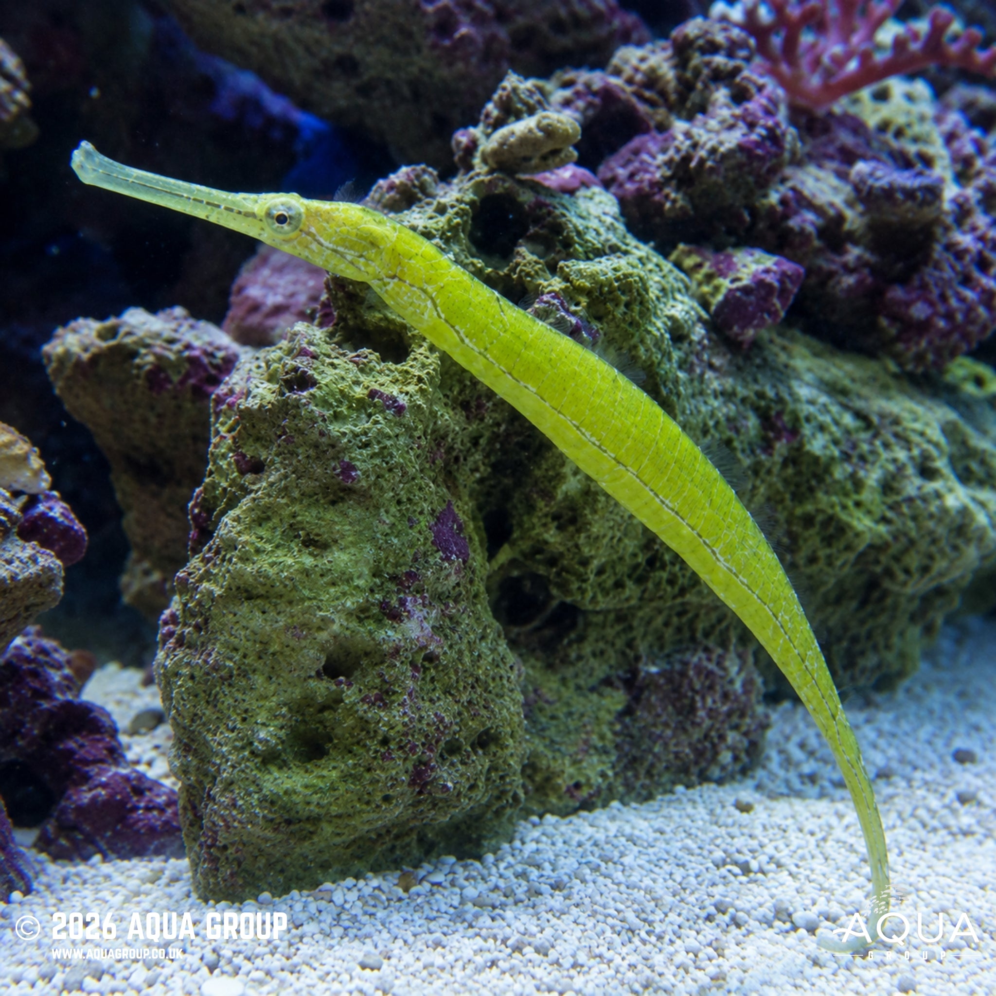 Crocodile Pipefish - Syngnathoides biaculeatus