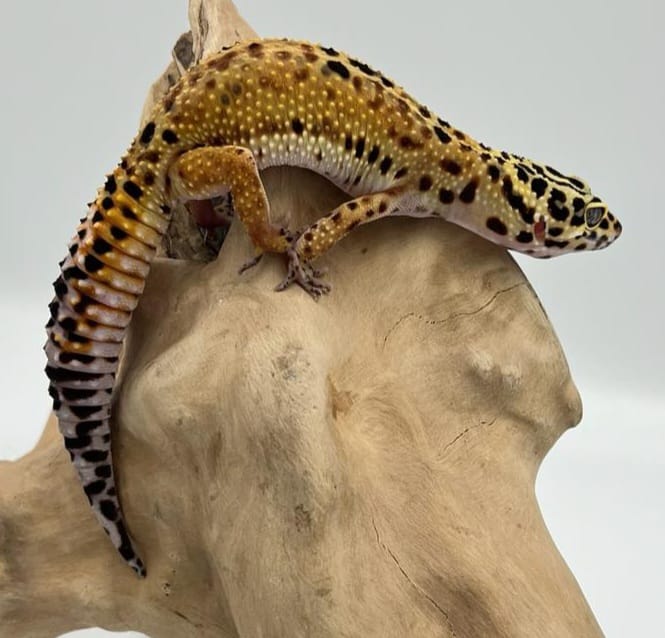 Cross Morph From Green & Tangerine Het Temper Albino Poss Eclipse Leopard Gecko