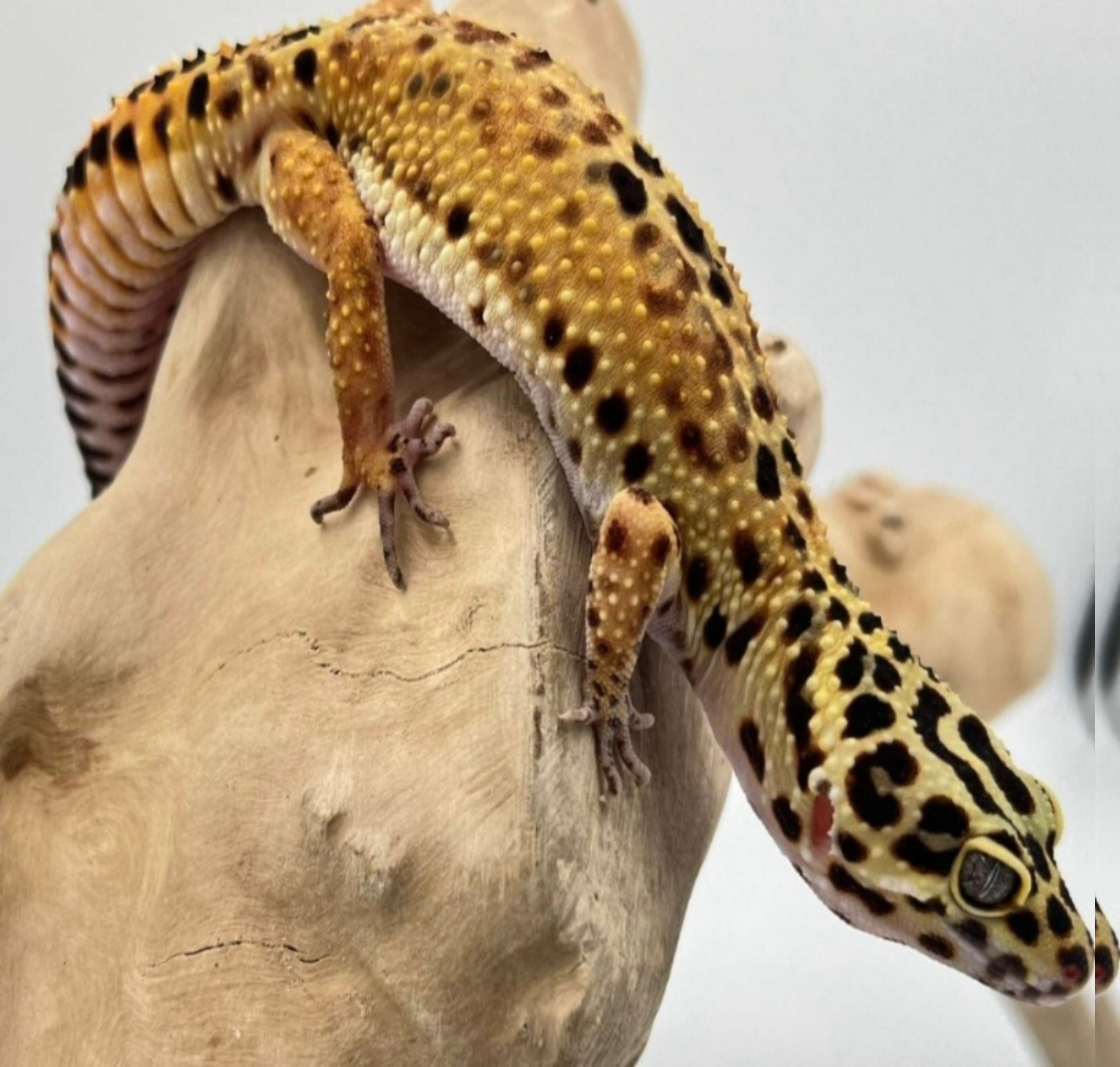 Cross Morph From Green & Tangerine Het Temper Albino Poss Eclipse Leopard Gecko