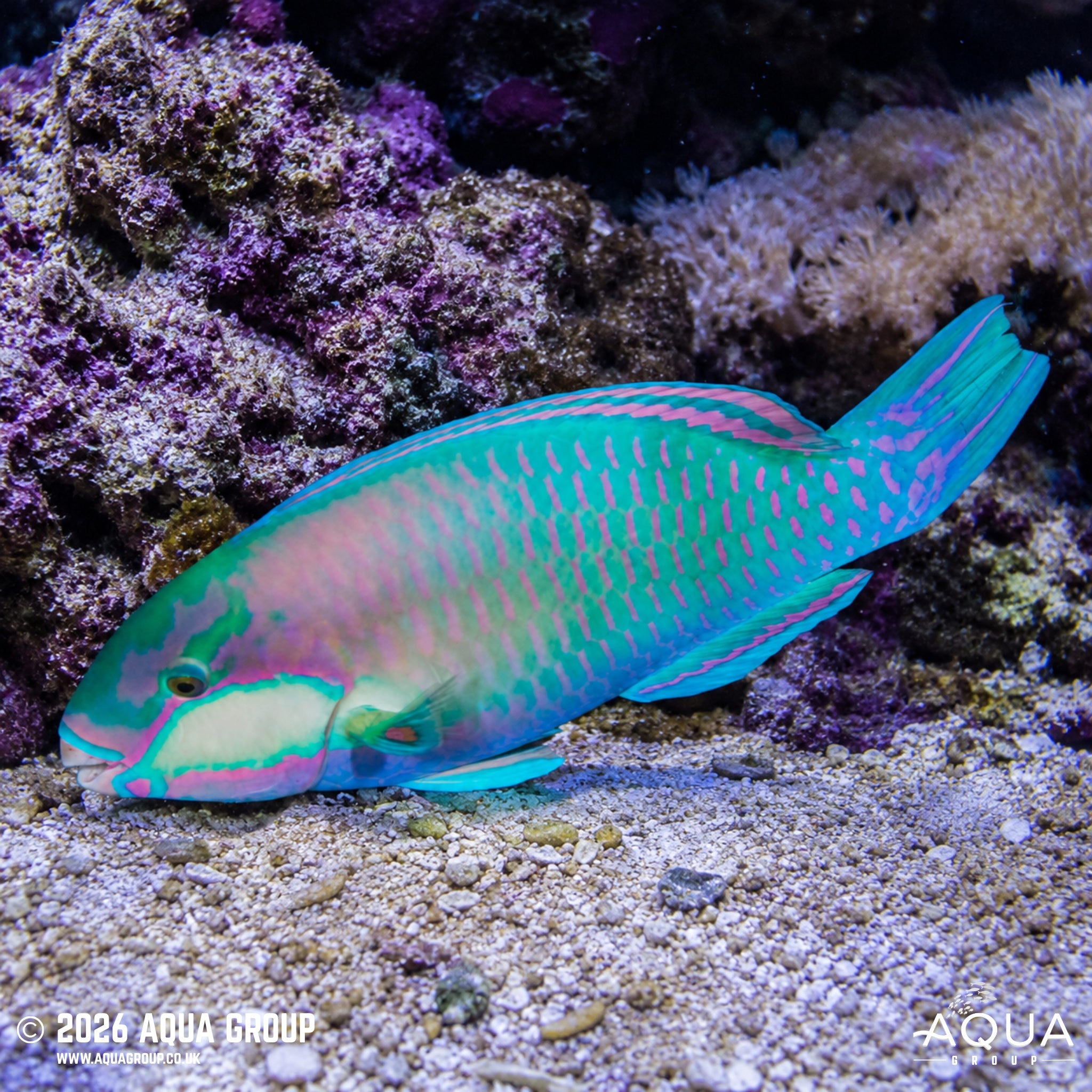 Daisy Parrotfish - Chlorurus sordidus