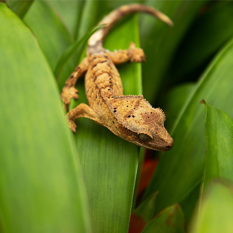 Dalmatian Crested Gecko