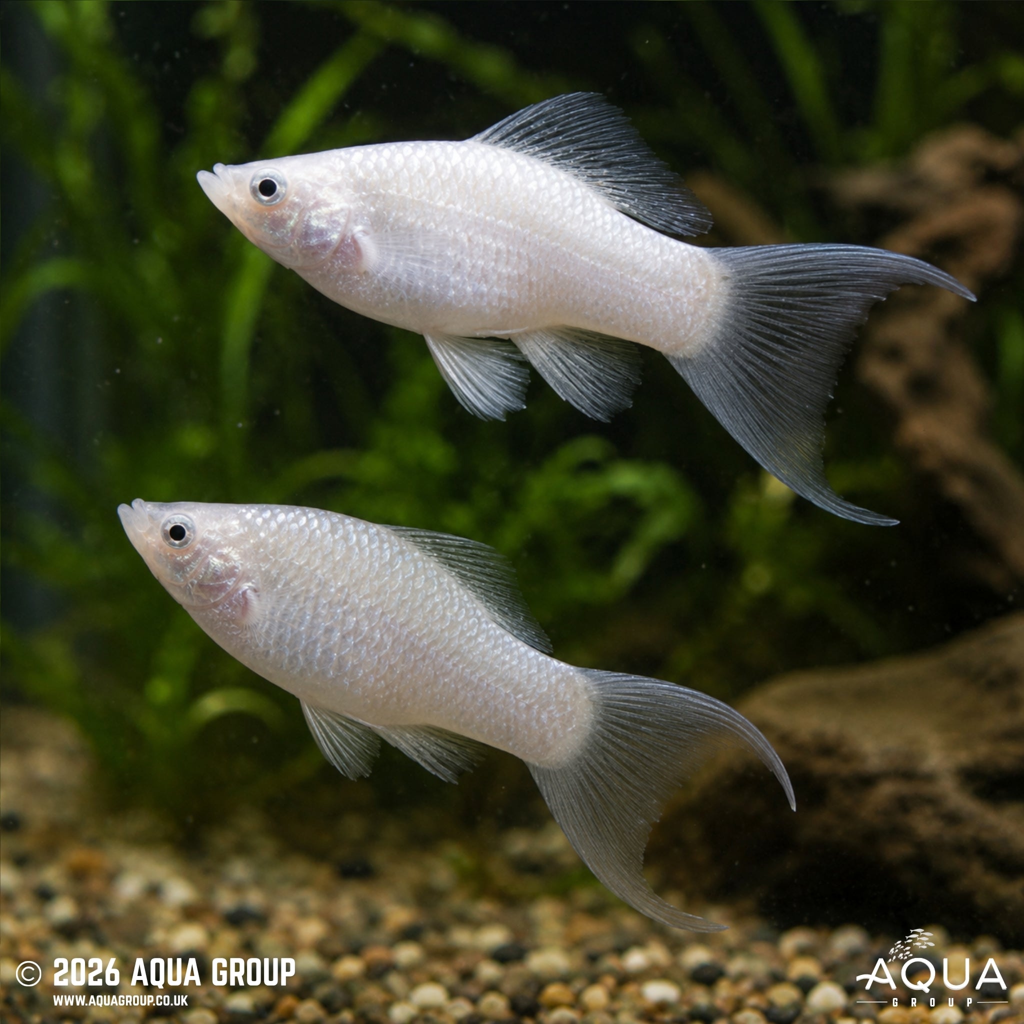 Silver Lyretail Molly - Poecilia latipinna