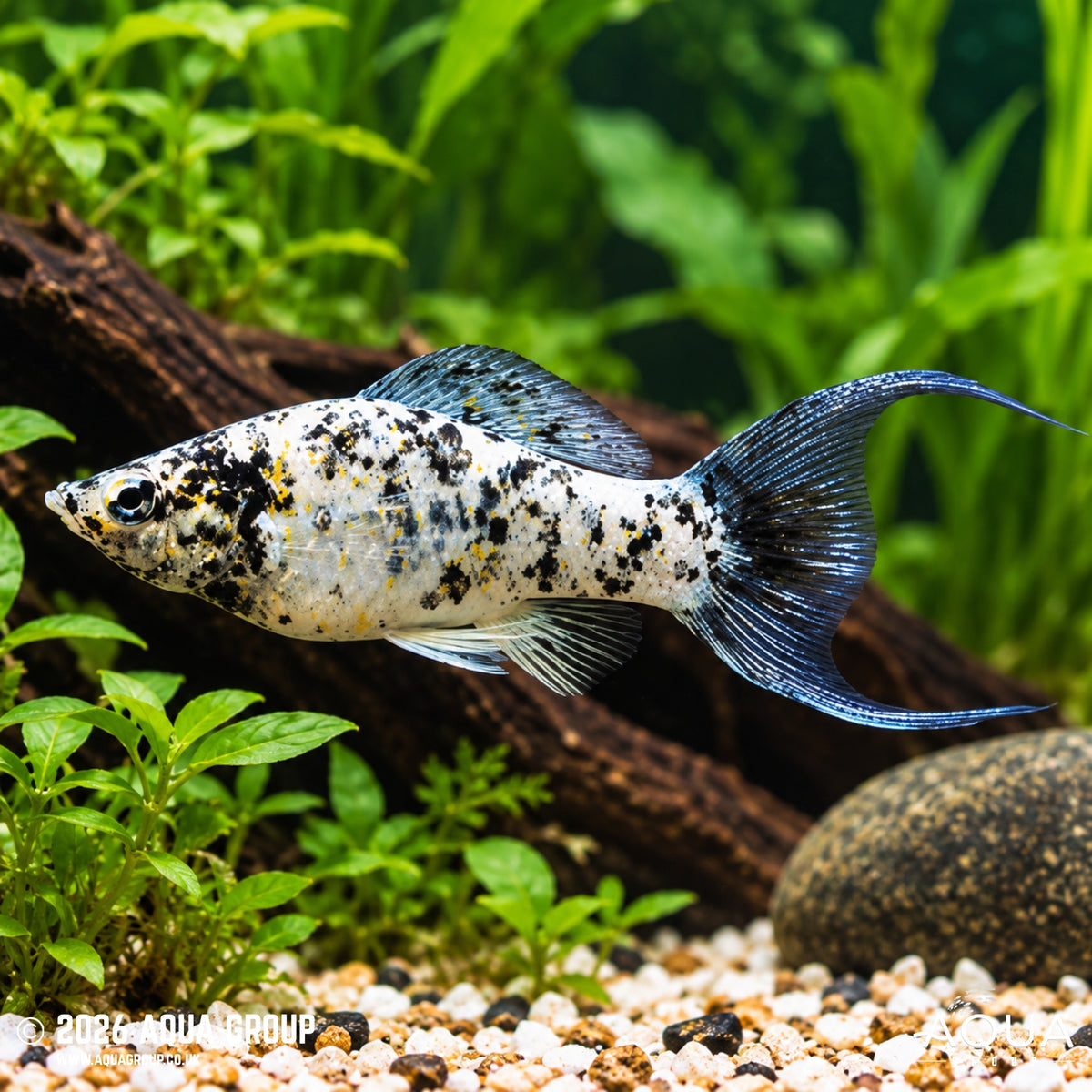 Dalmation Molly  Lyretail - Poecilia latipinna