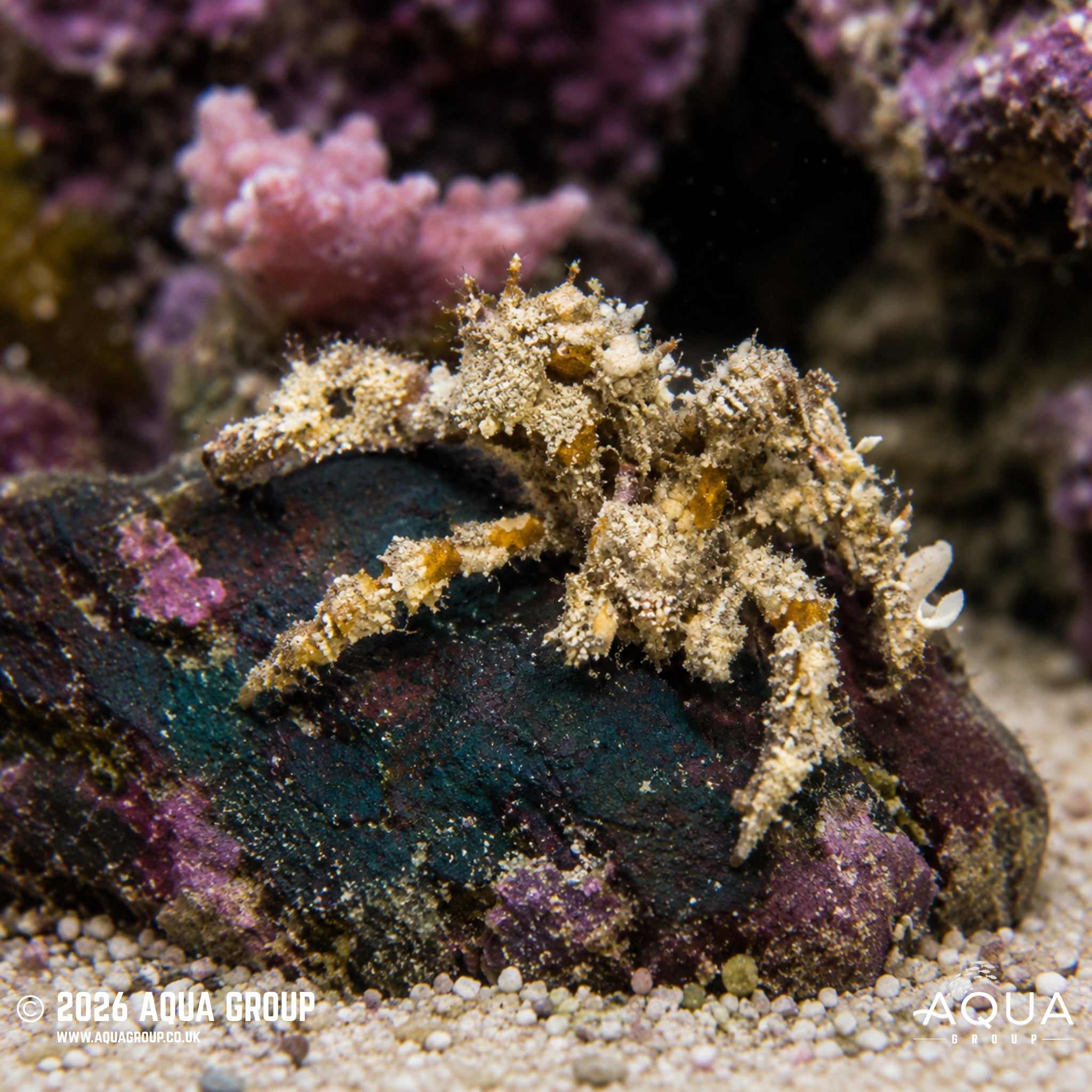 Decorator Crab - Camposcia retusa