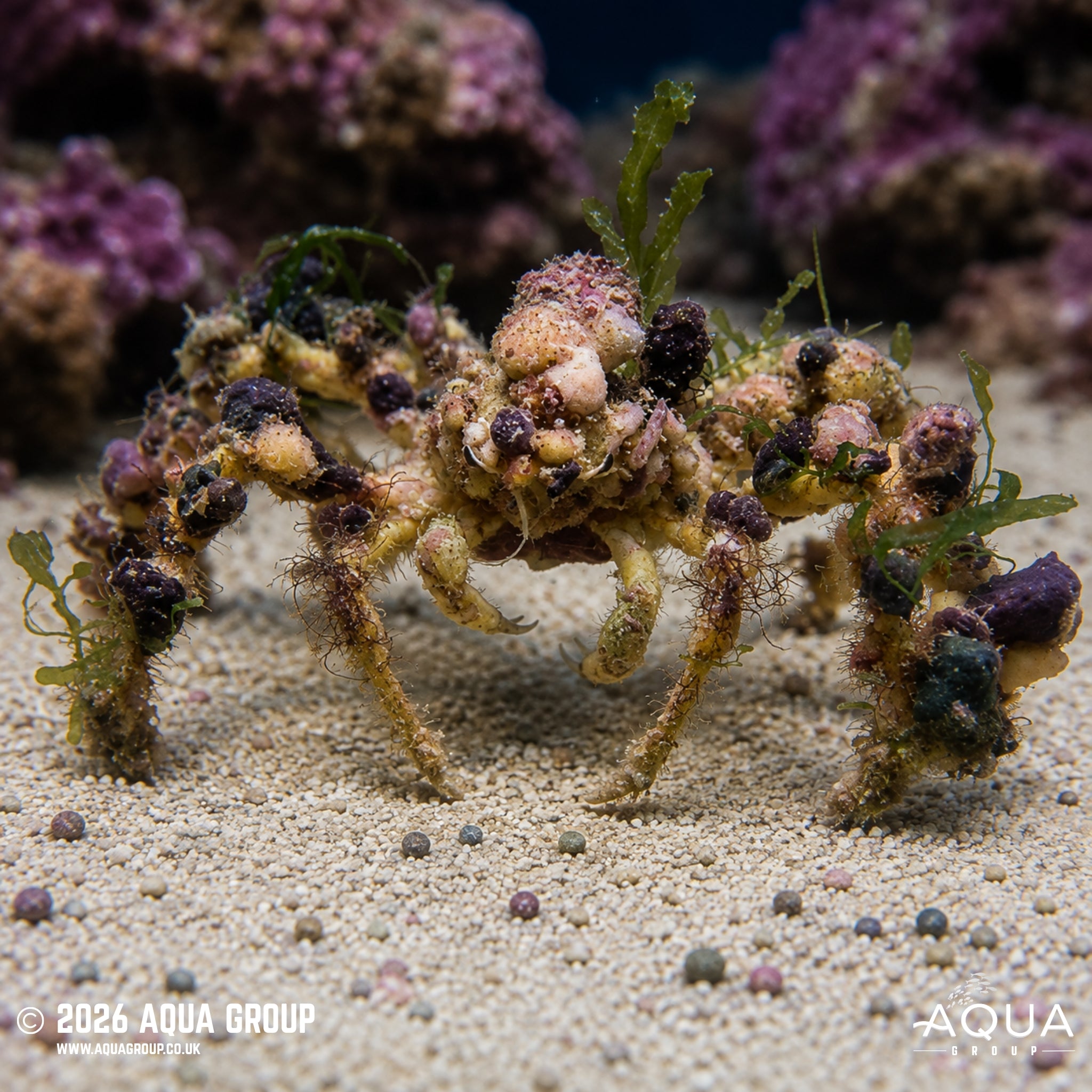 Decorator Crab - Camposcia retusa