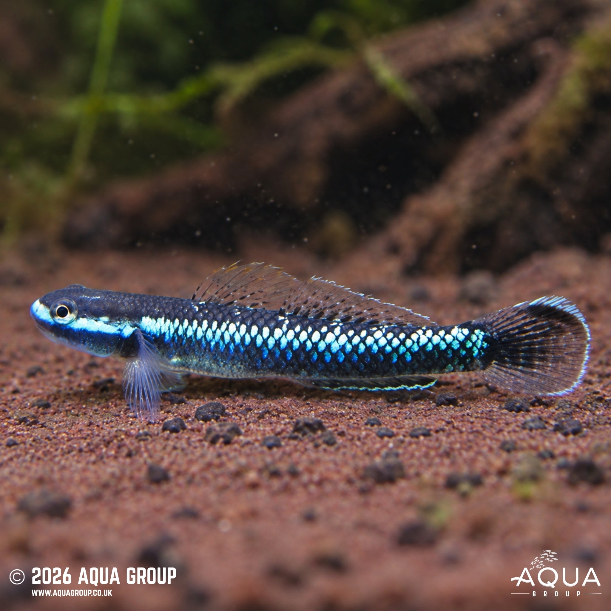 Deep Blue Goby - Stiphodon atropurpureus