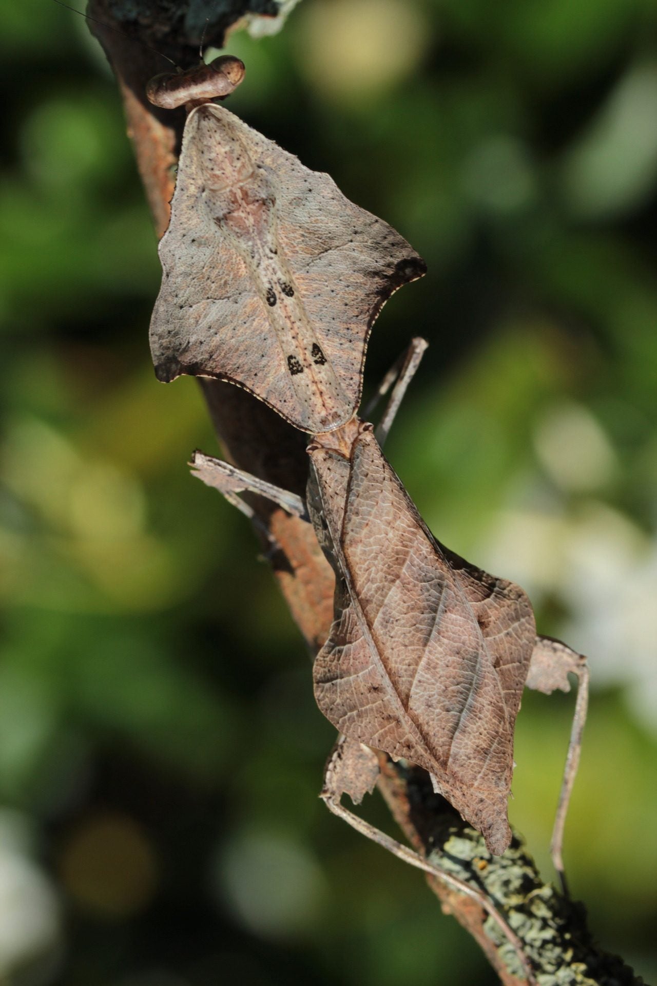 Deroplatys Lobata- South East Asian Dead Leaf Mantis