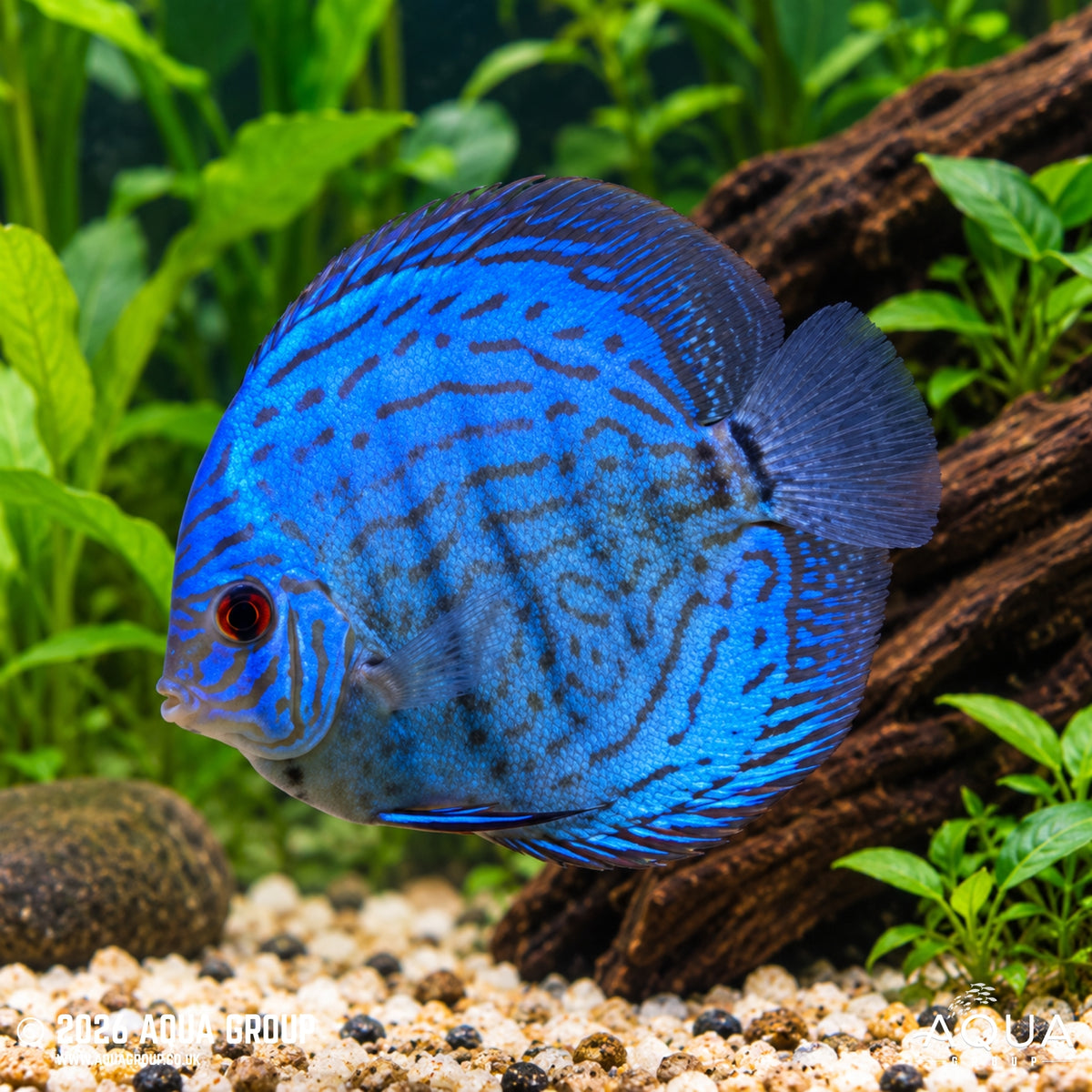 Discus Turquoise Blue - Symphysodon aequifasciata haraldi