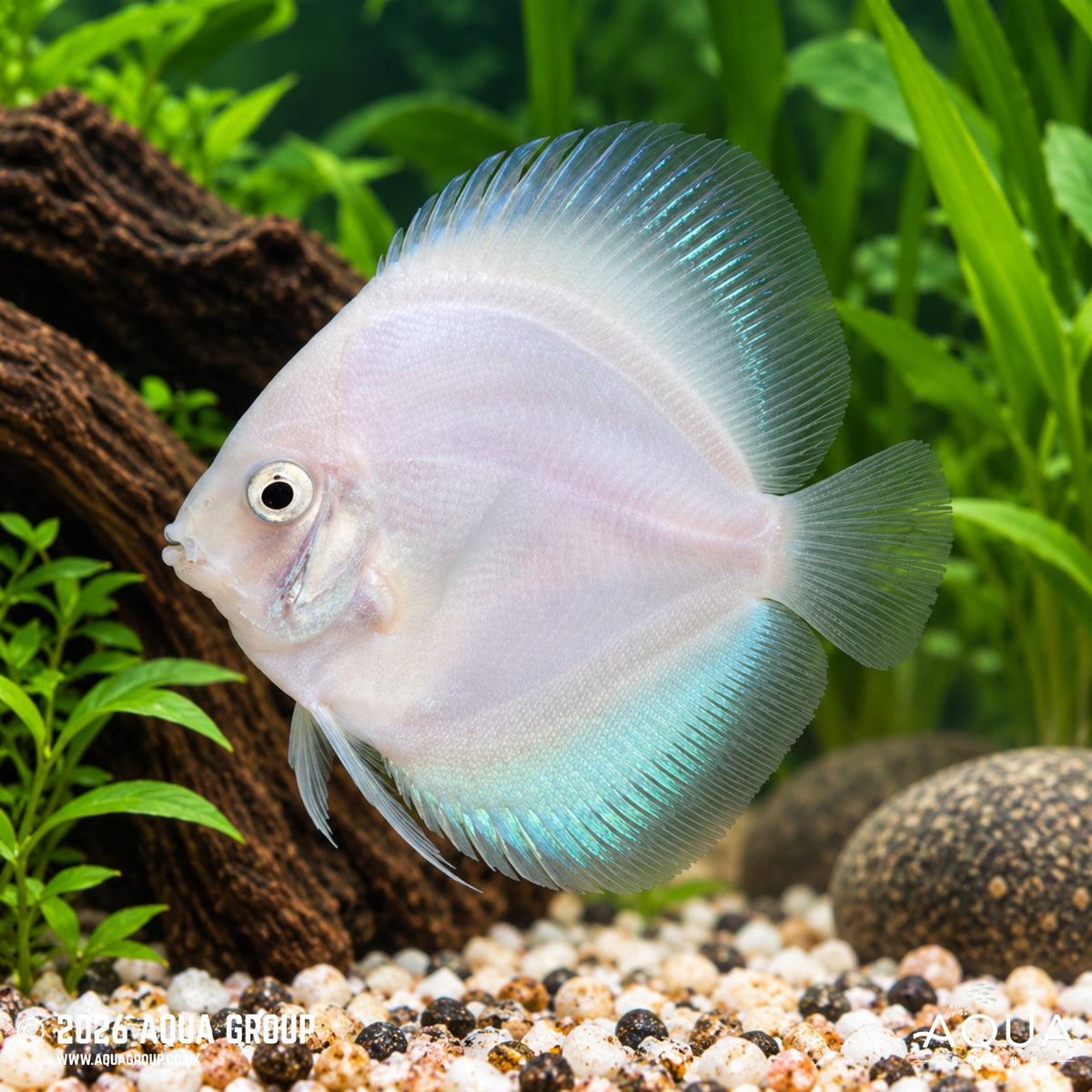 Discus Snow White – Symphysodon sp.