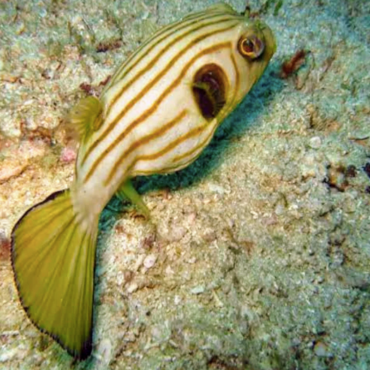 Dogface Puffer - Striped