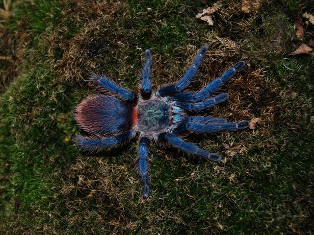 Dolichothele Diamantinensis (Blue Diamond) 1cm Sling