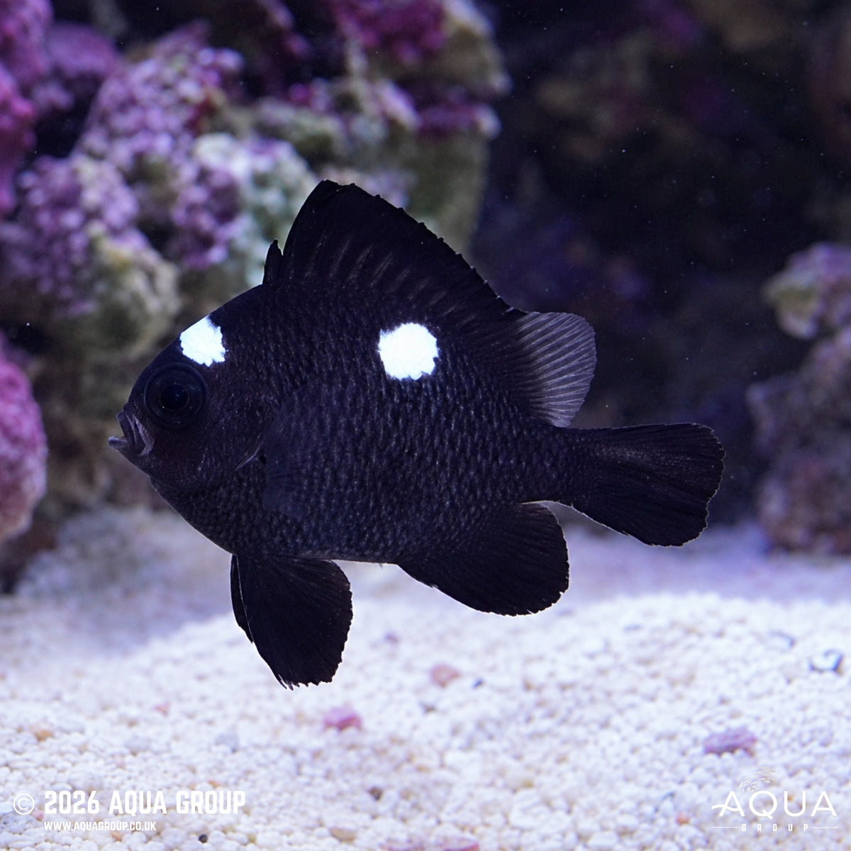 Domino Damsel - Dascyllus trimaculatus