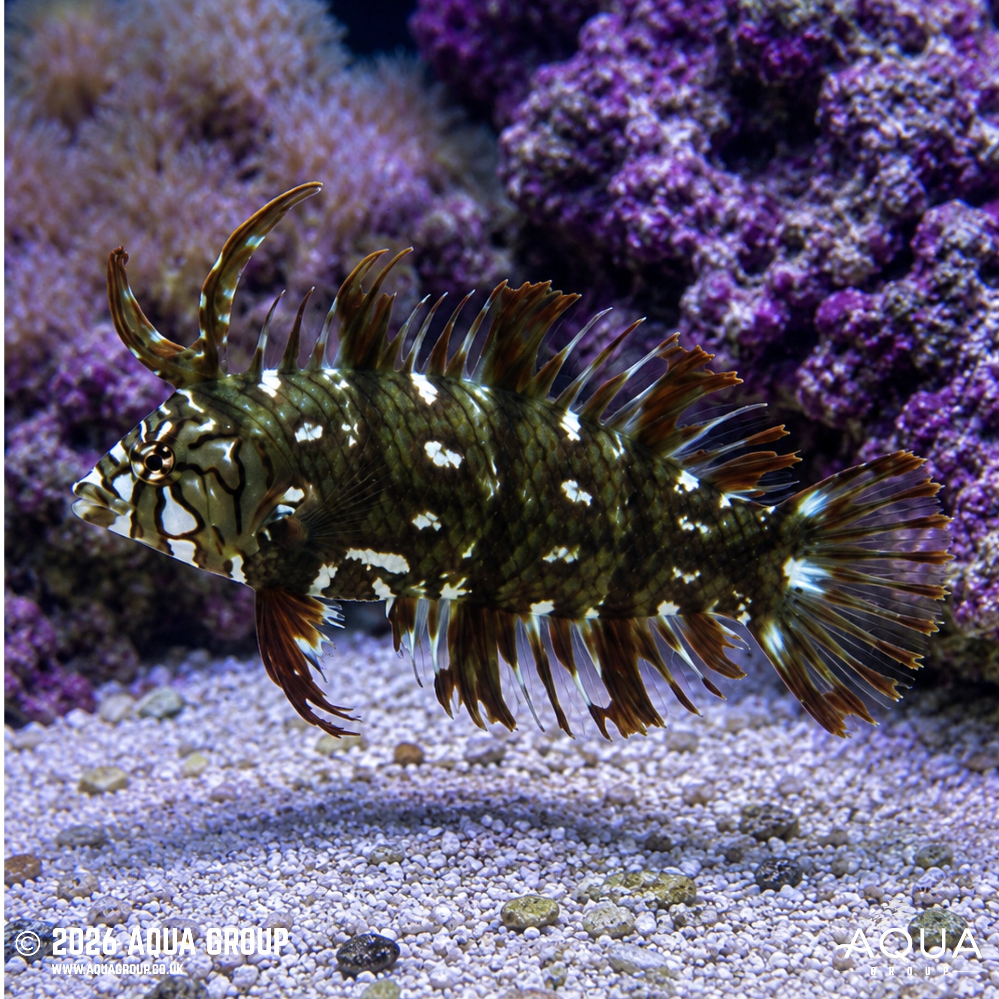 Dragon Wrasse - Novaculichthys taeniourus