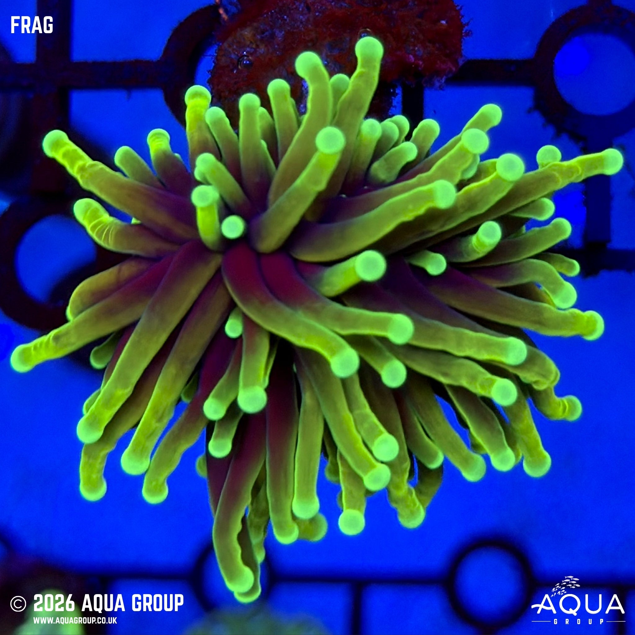 Dragon Soul Torch Coral - Euphyllia glabrescens