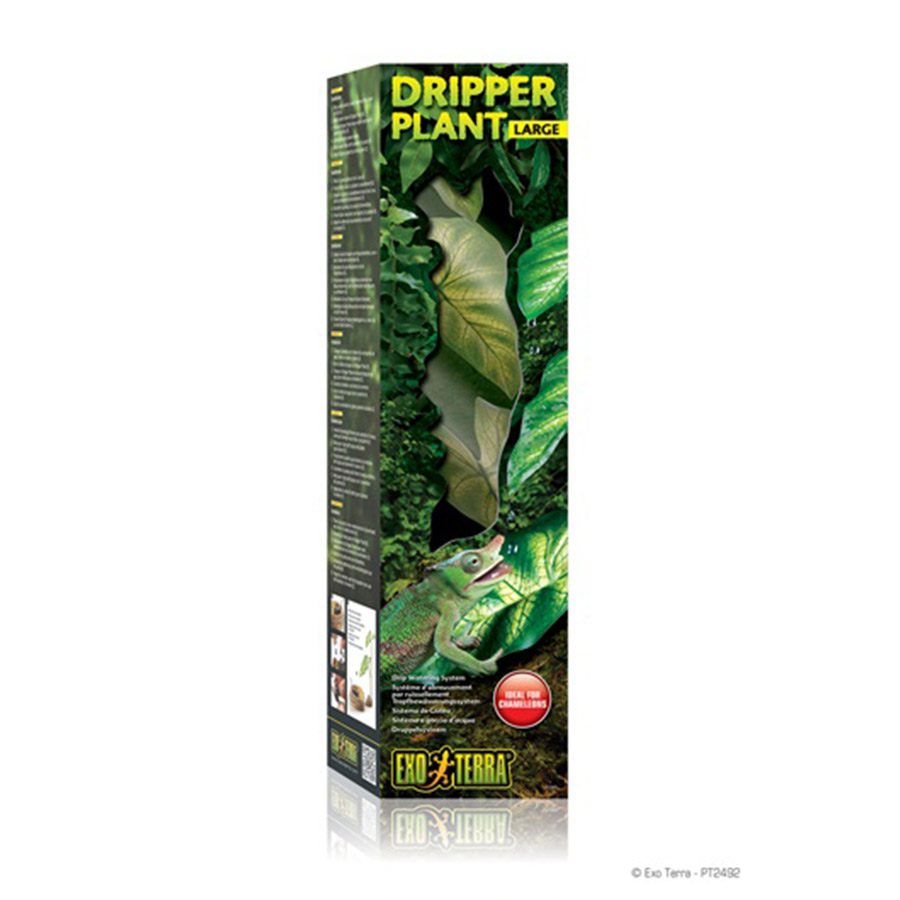 Dripper Plant Large