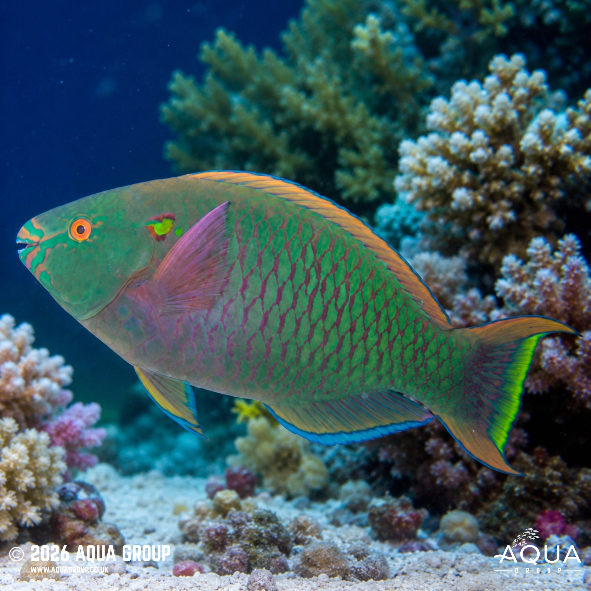 Dusky Parrotfish - Scarus niger
