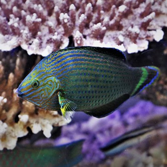 Dusky Wrasse (Marginatus)