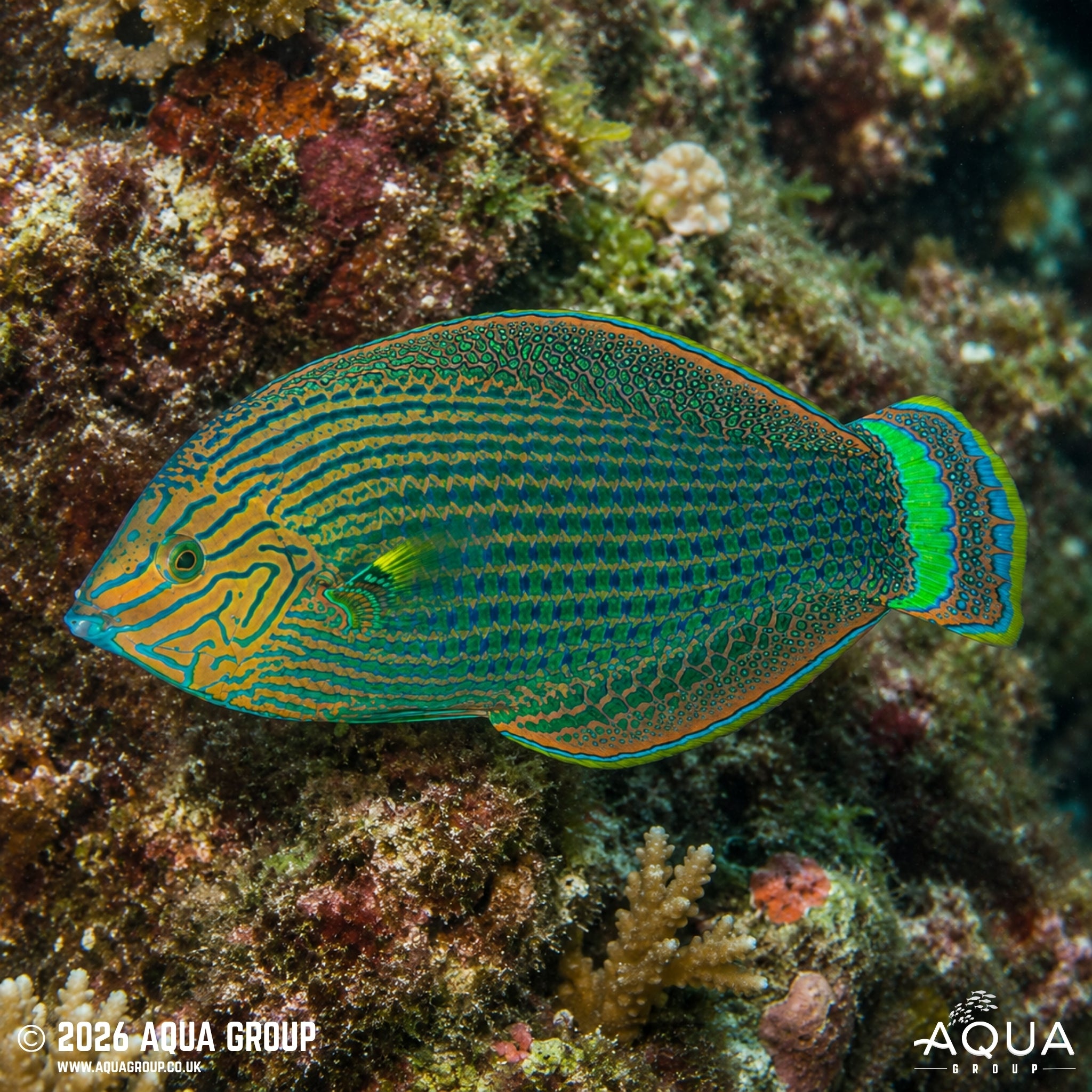 Dusky Wrasse - Halichoeres marginatus - Aqua Group