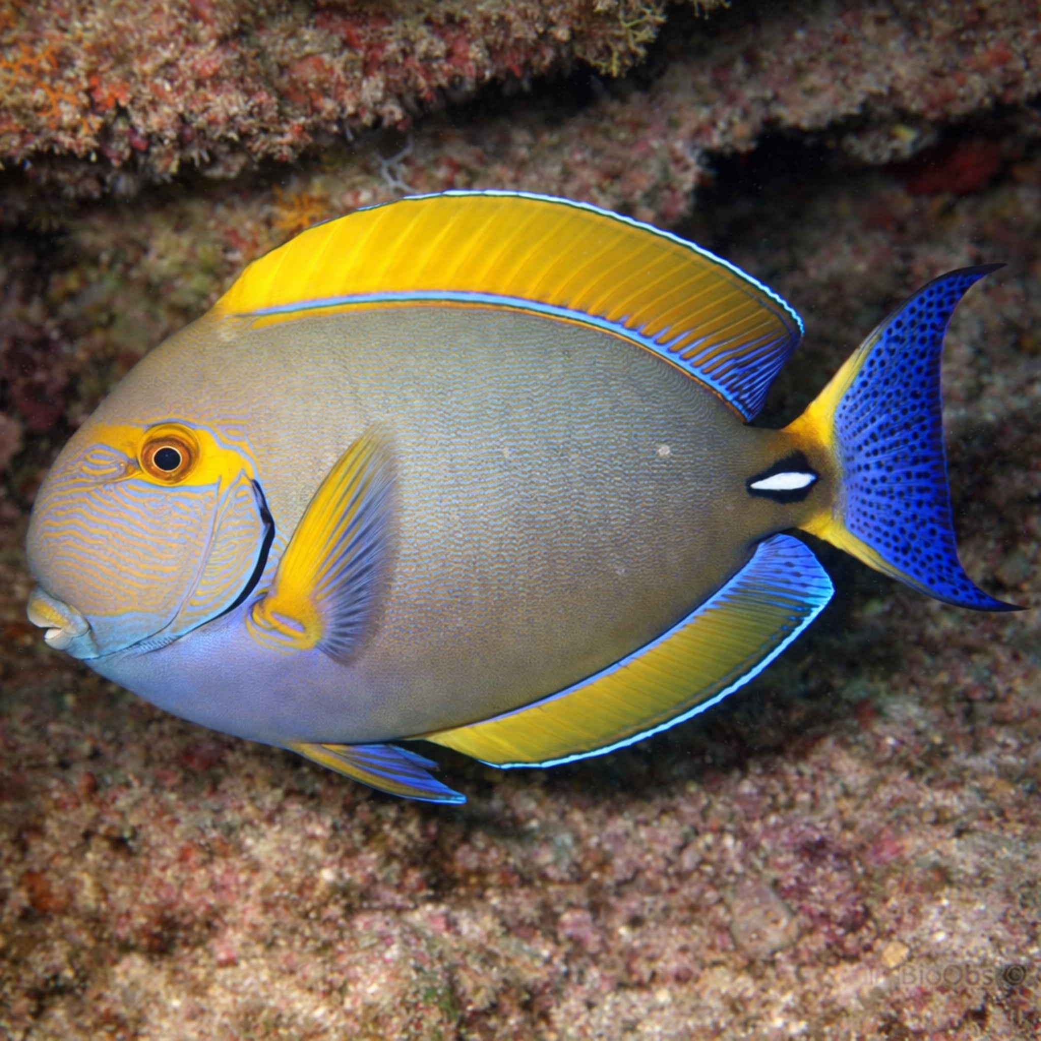 Dussumieri Tang - Acanthurus dussumieri