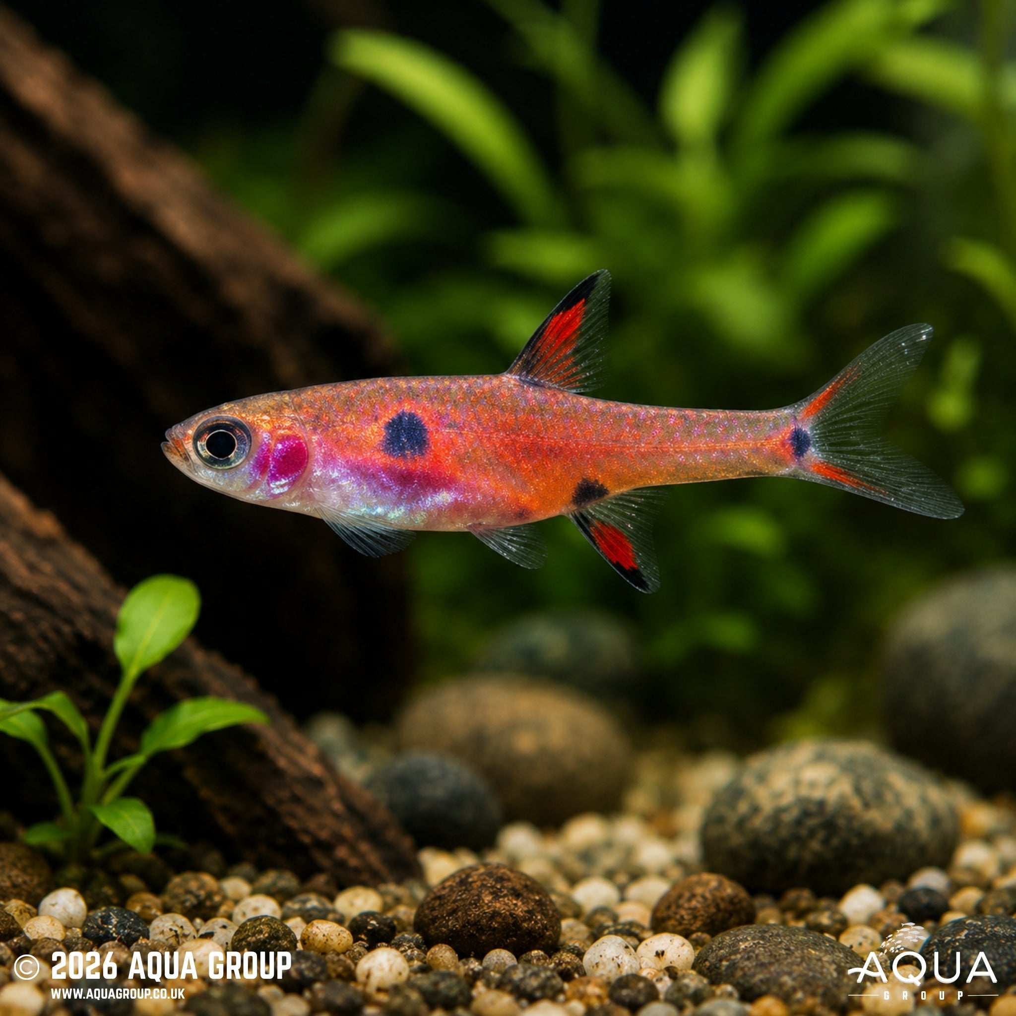 Dwarf Rasbora - Rasbora maculata
