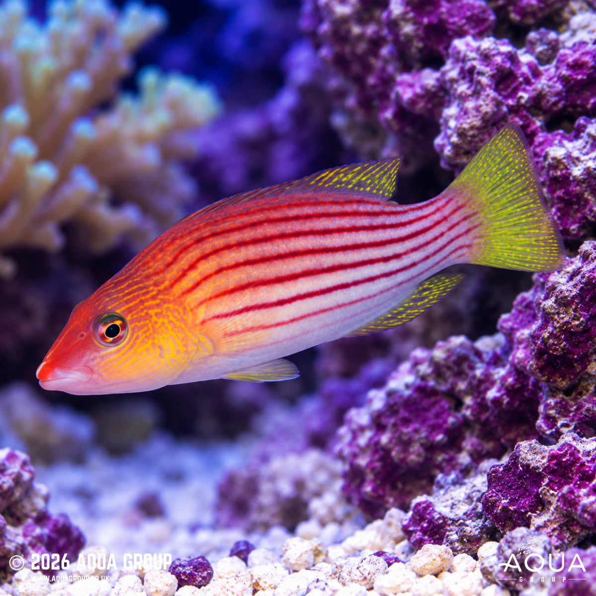 Eight Line Wrasse - Pseudocheilinus ototaenia