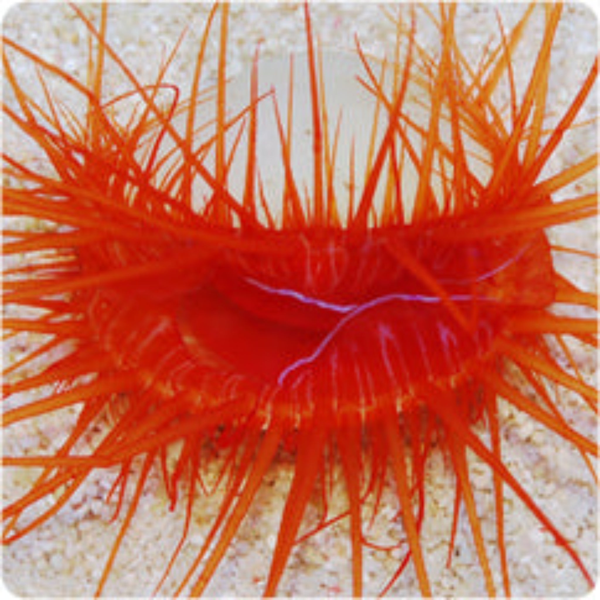 Electric Scallop
