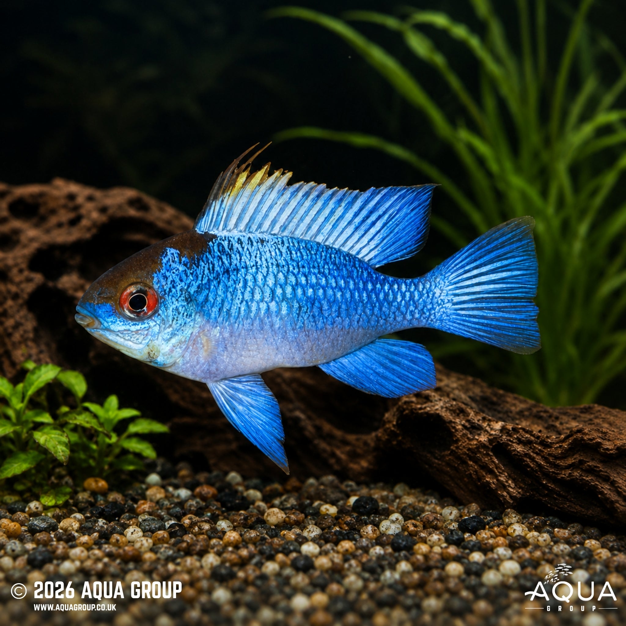 Electric Blue Ram – Mikrogeophagus ramirezi