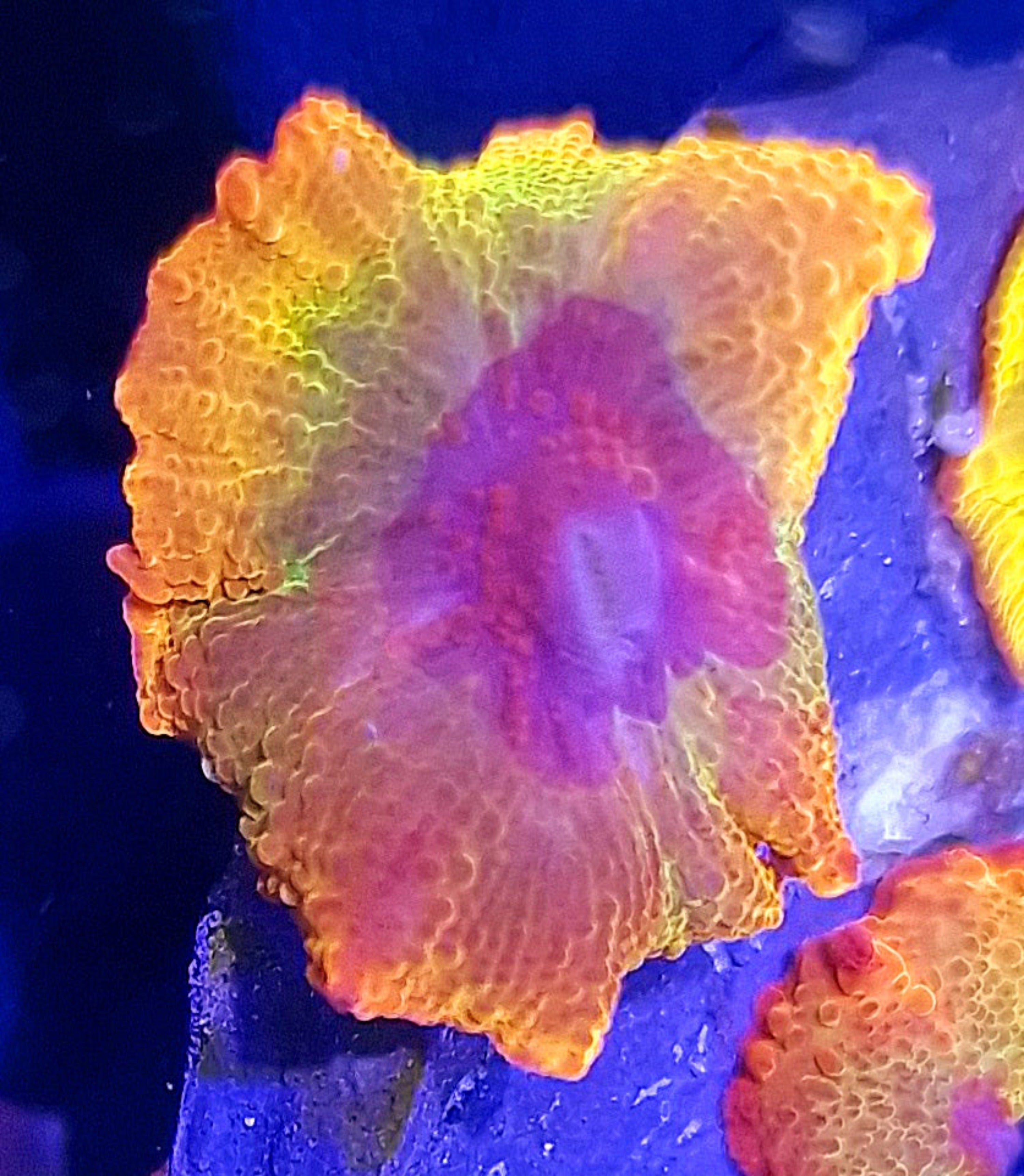 Electus Rainbow Jawbreaker Mushroom