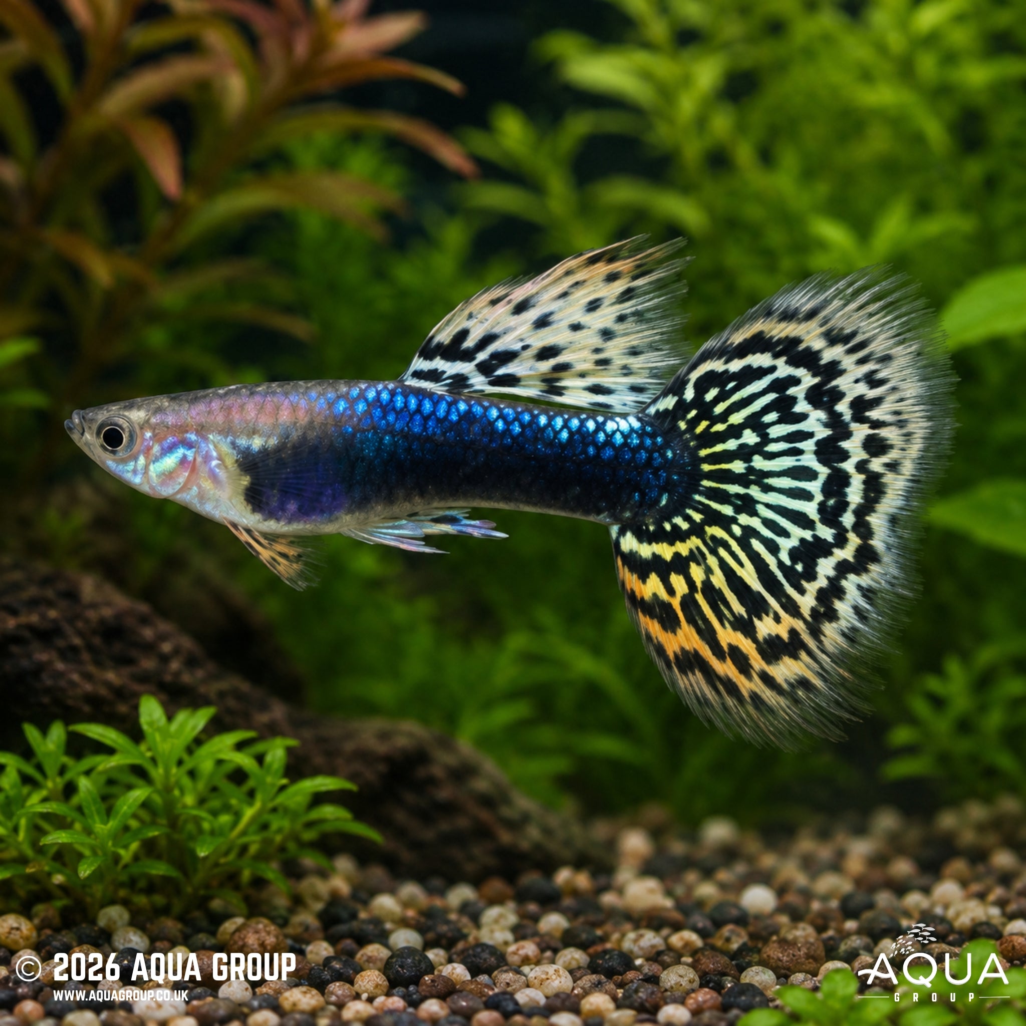 Elephant Ear Magenta Grass Tail Guppy - Poecillia Reticulata