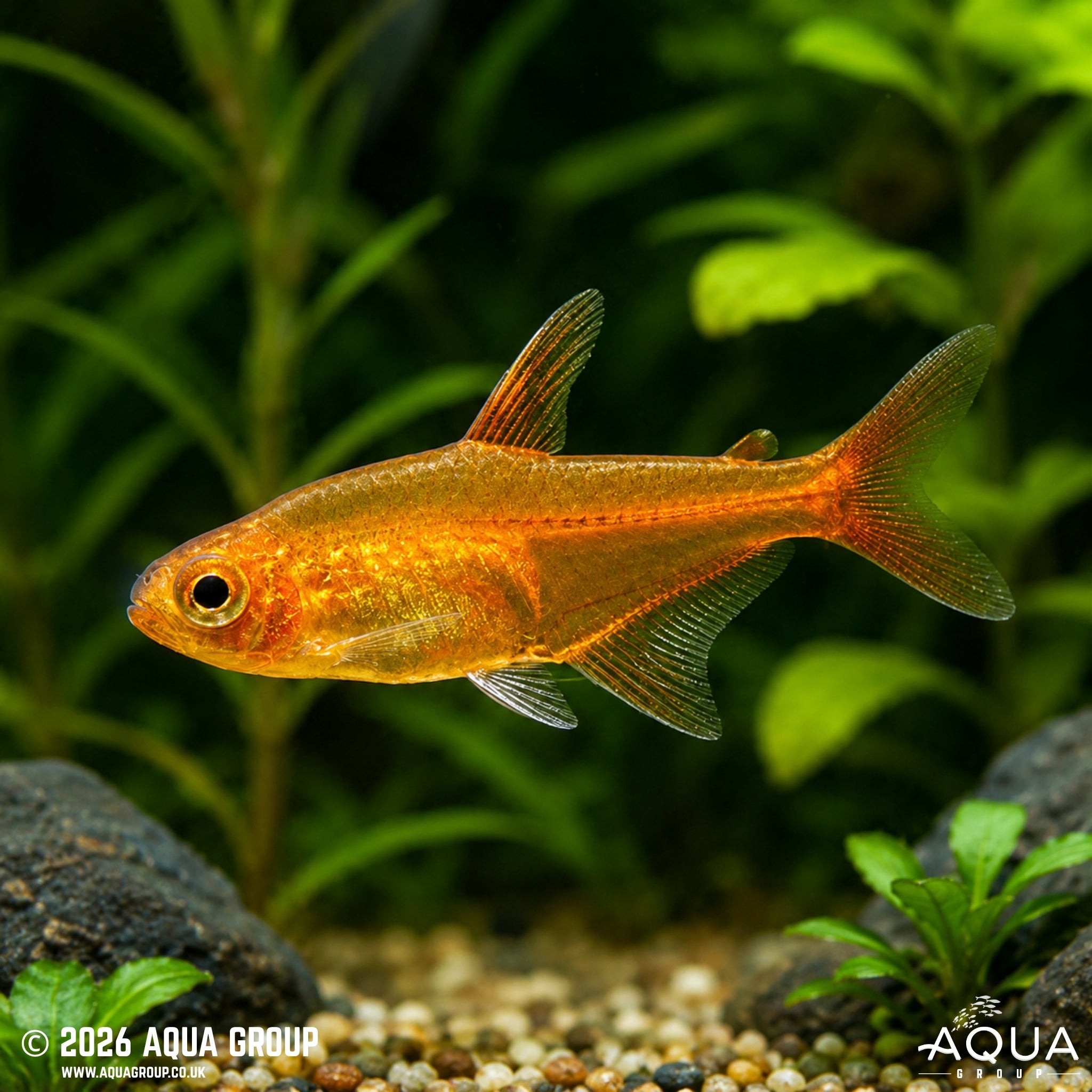 Ember Tetra - Hyphessobrycon amandae - Aqua Group