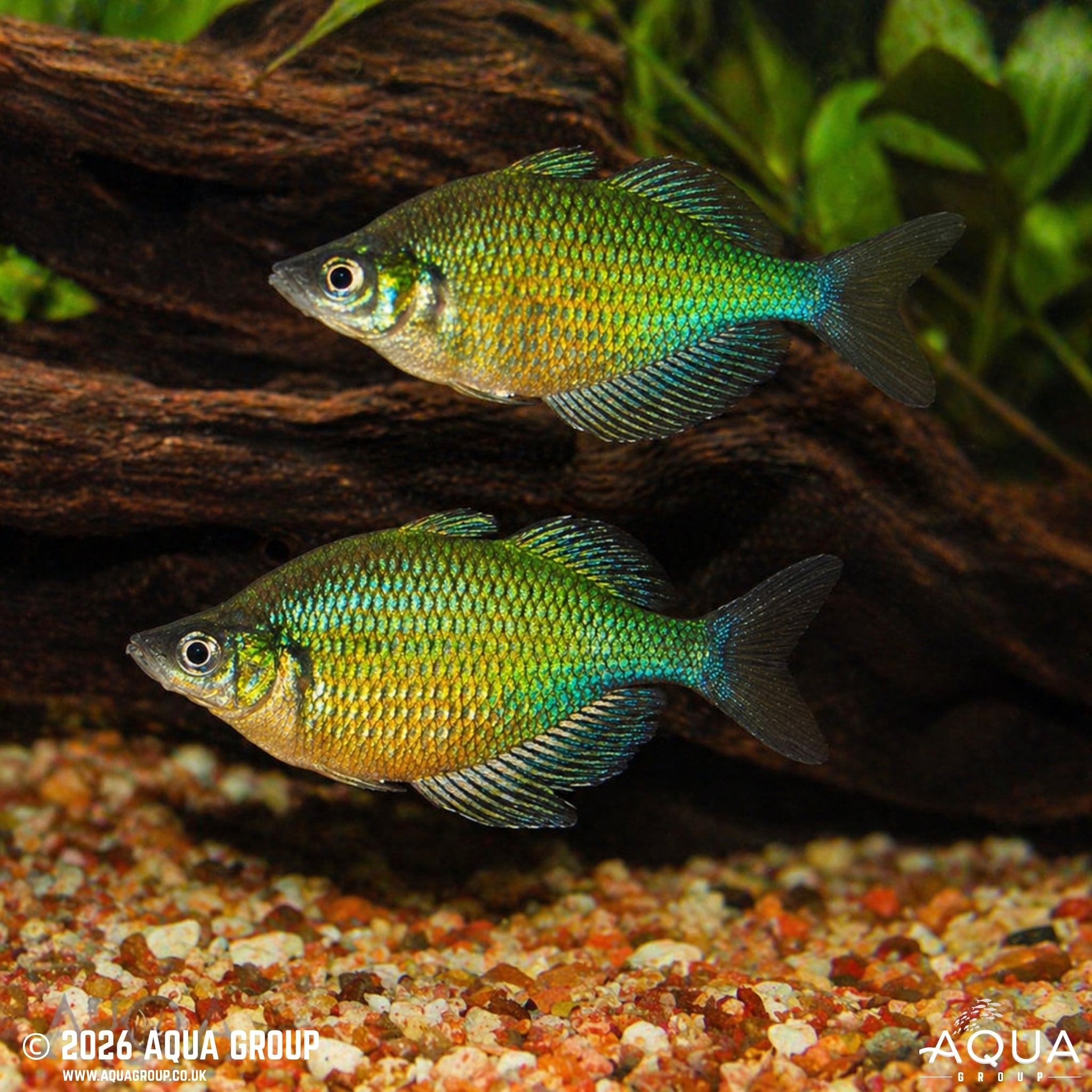 Emerald Green Rainbowfish - Glossolepis wanamensis