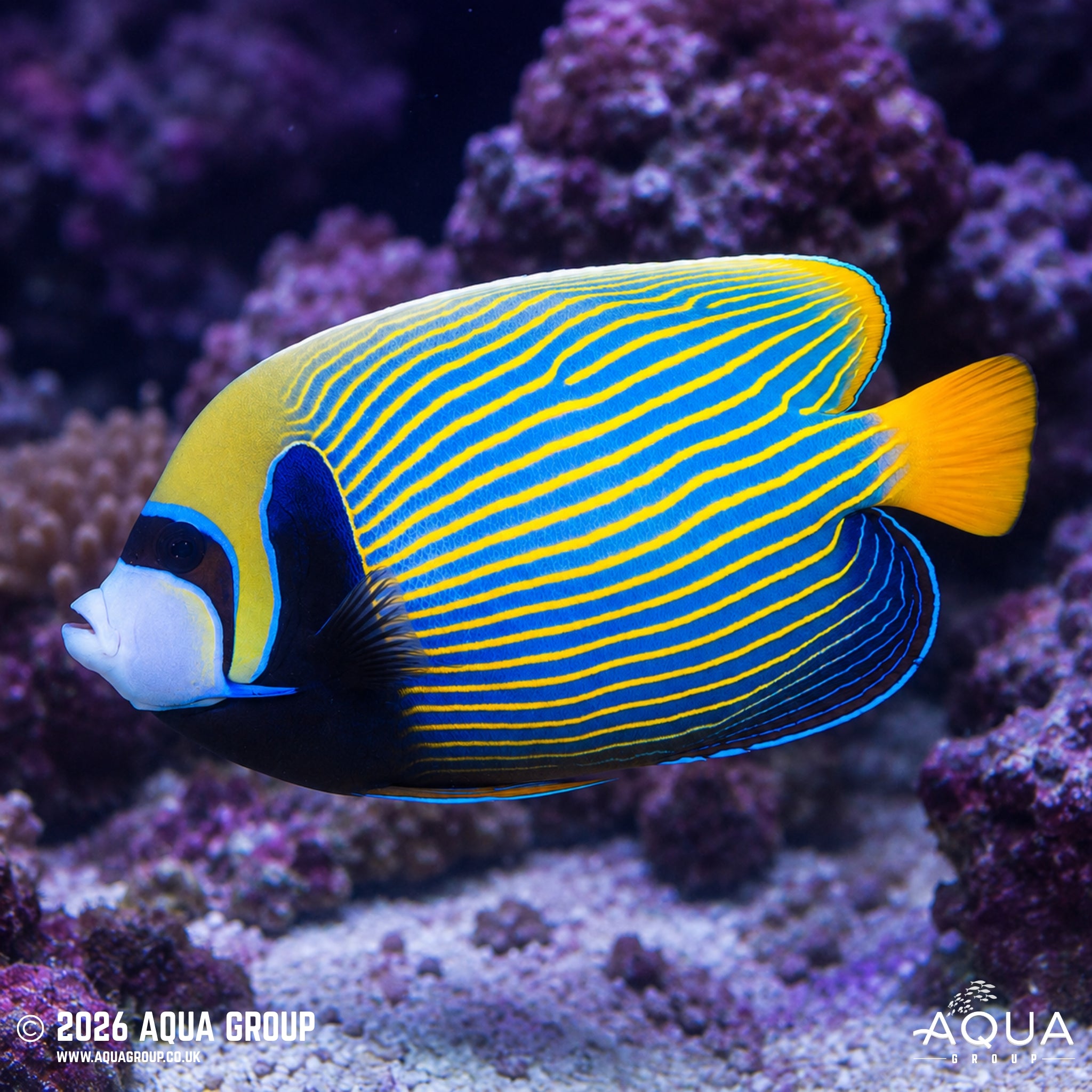Emperor Angel - Pomacanthus imperator [Adult]