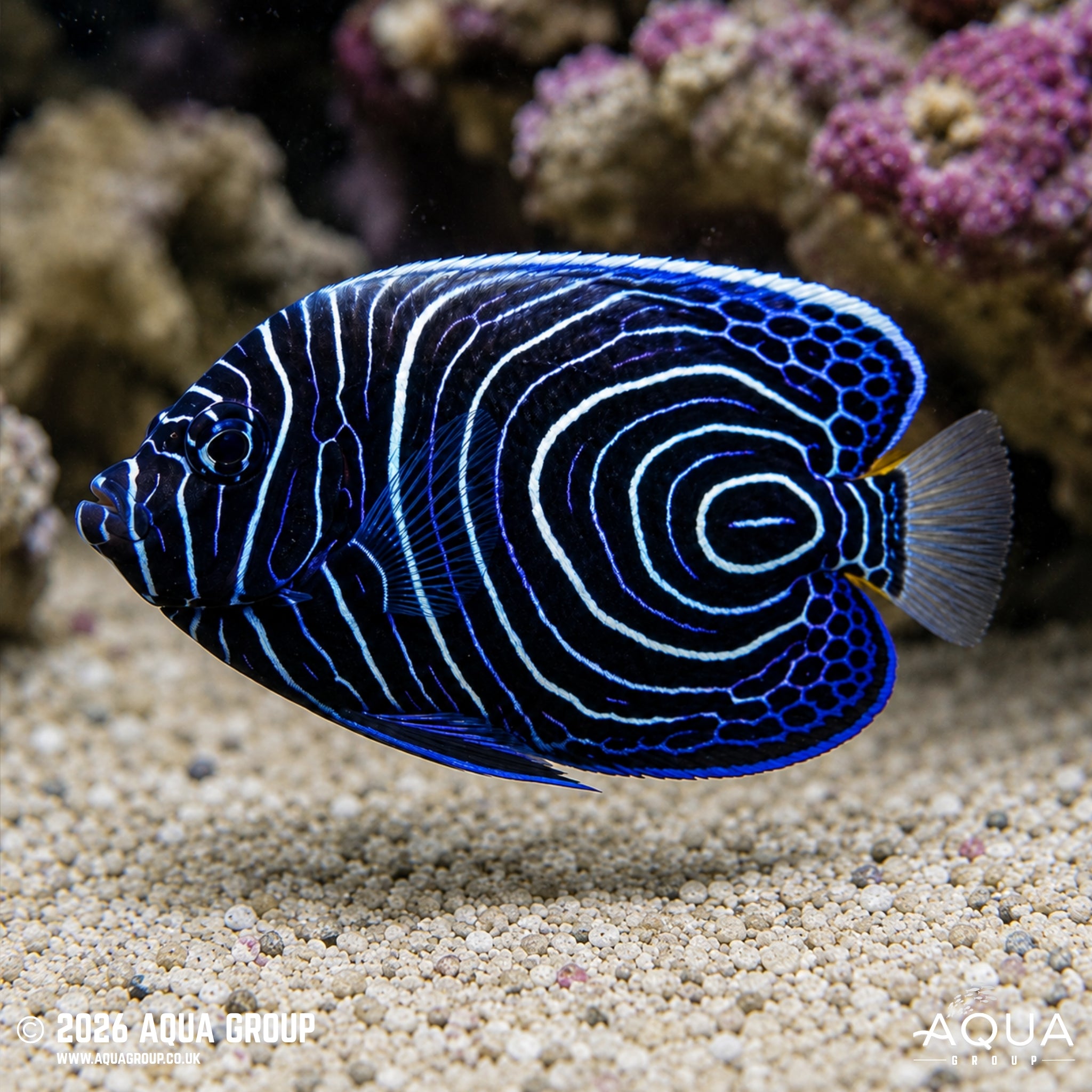 Emperor Angel - Pomacanthus imperator [Juvenile] - Aqua Group