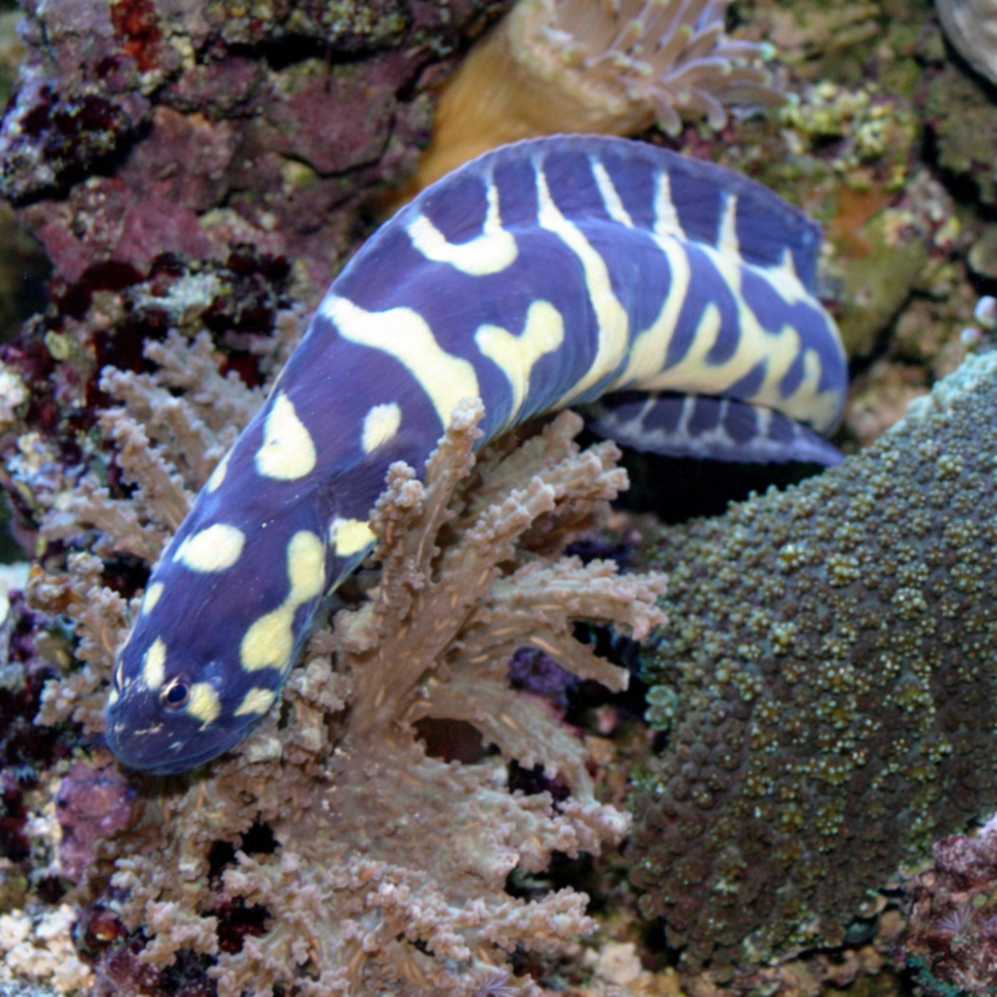 Engineer Goby - Pholidichthys leucotaenia - Aqua Group