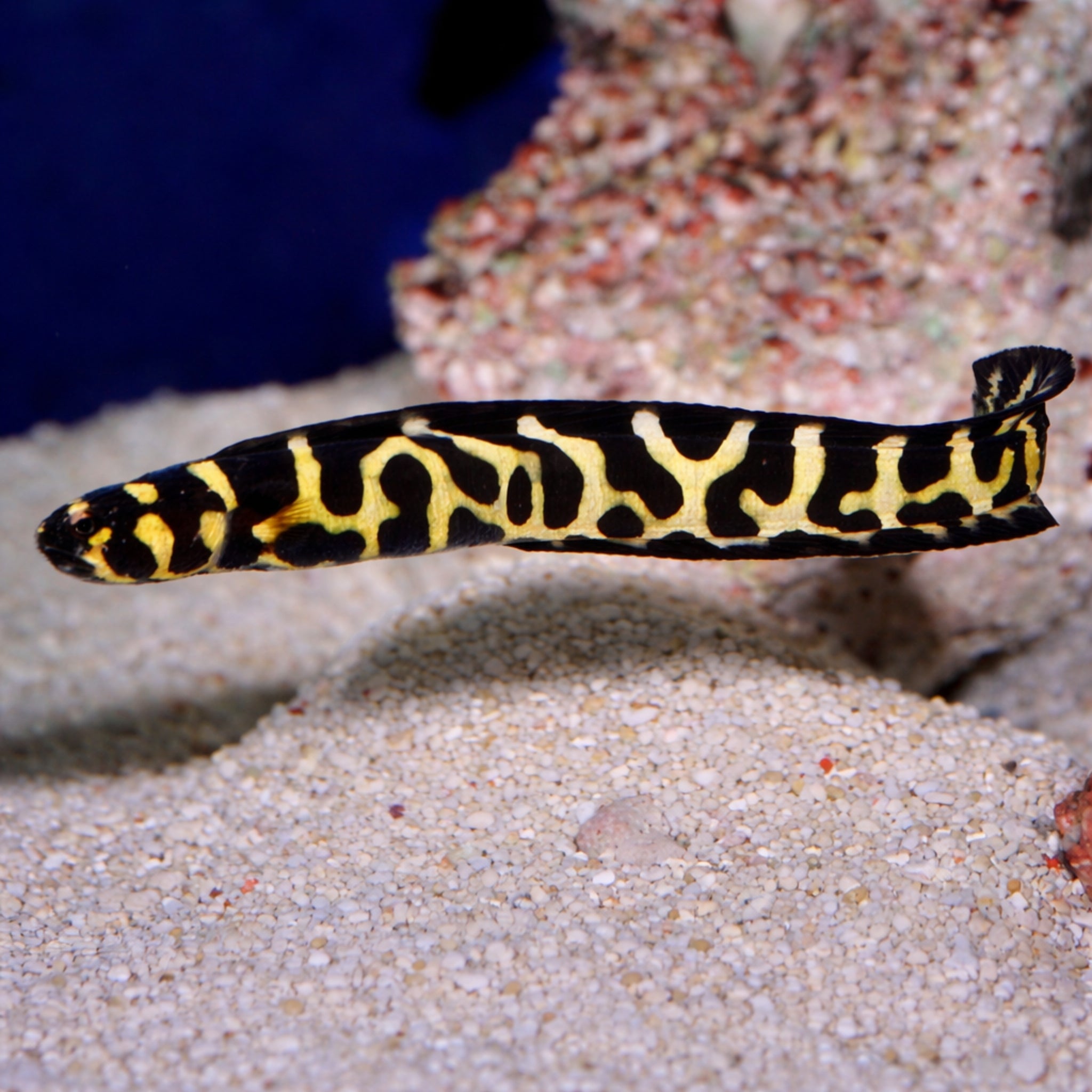 Engineer Goby - Pholidichthys leucotaenia - Aqua Group