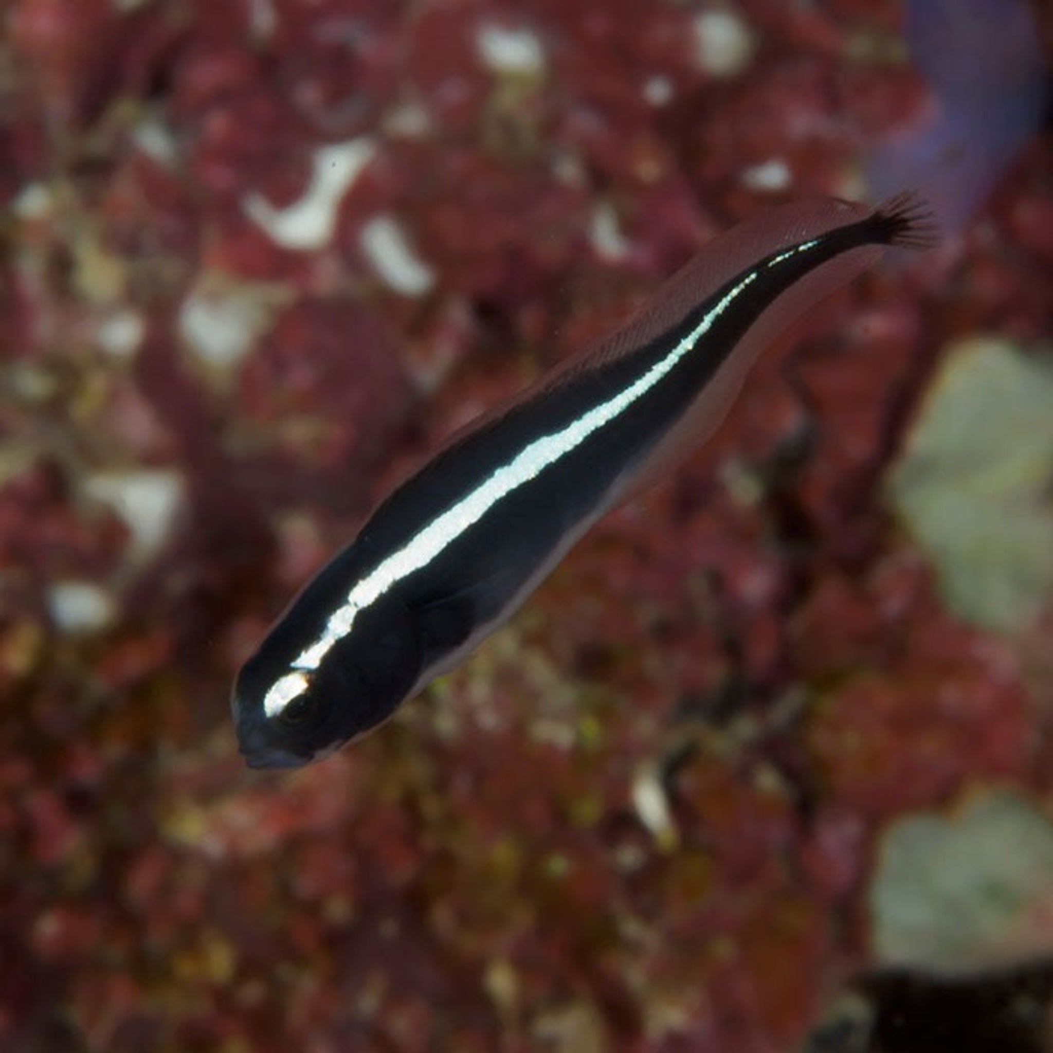 Engineer Goby - Pholidichthys leucotaenia - Aqua Group