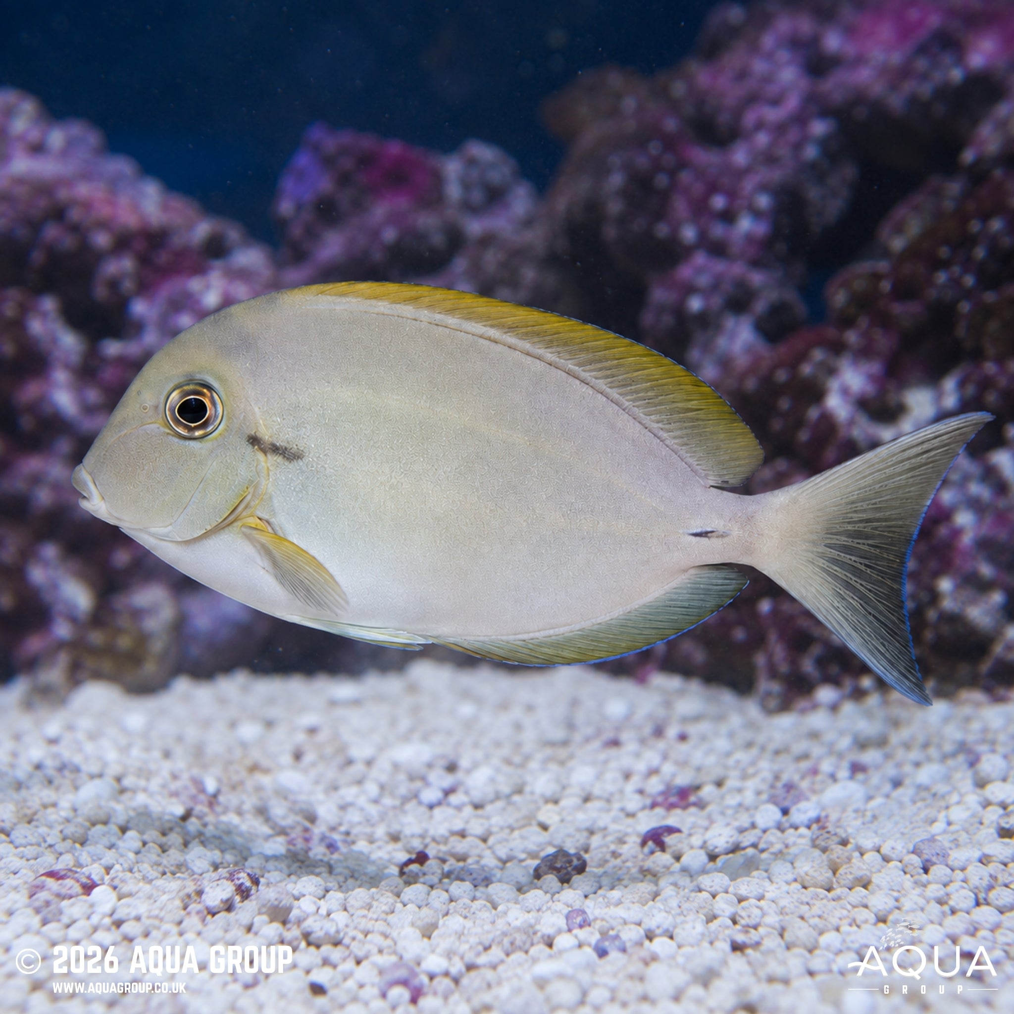 Epaulette Tang - Acanthurus nigricauda