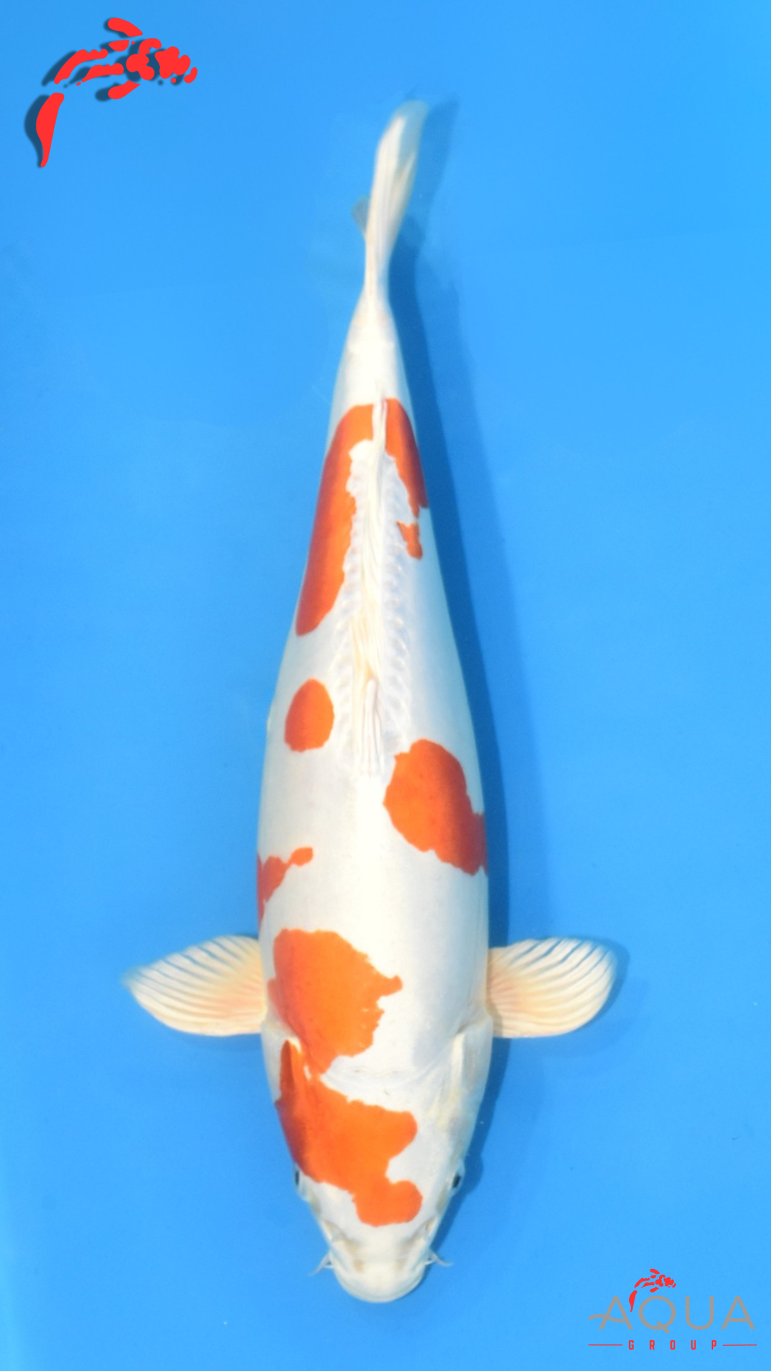 Kikusui - Okawa - Nisai - #01