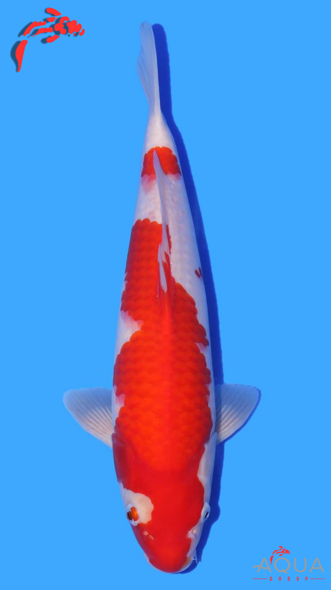 Kohaku