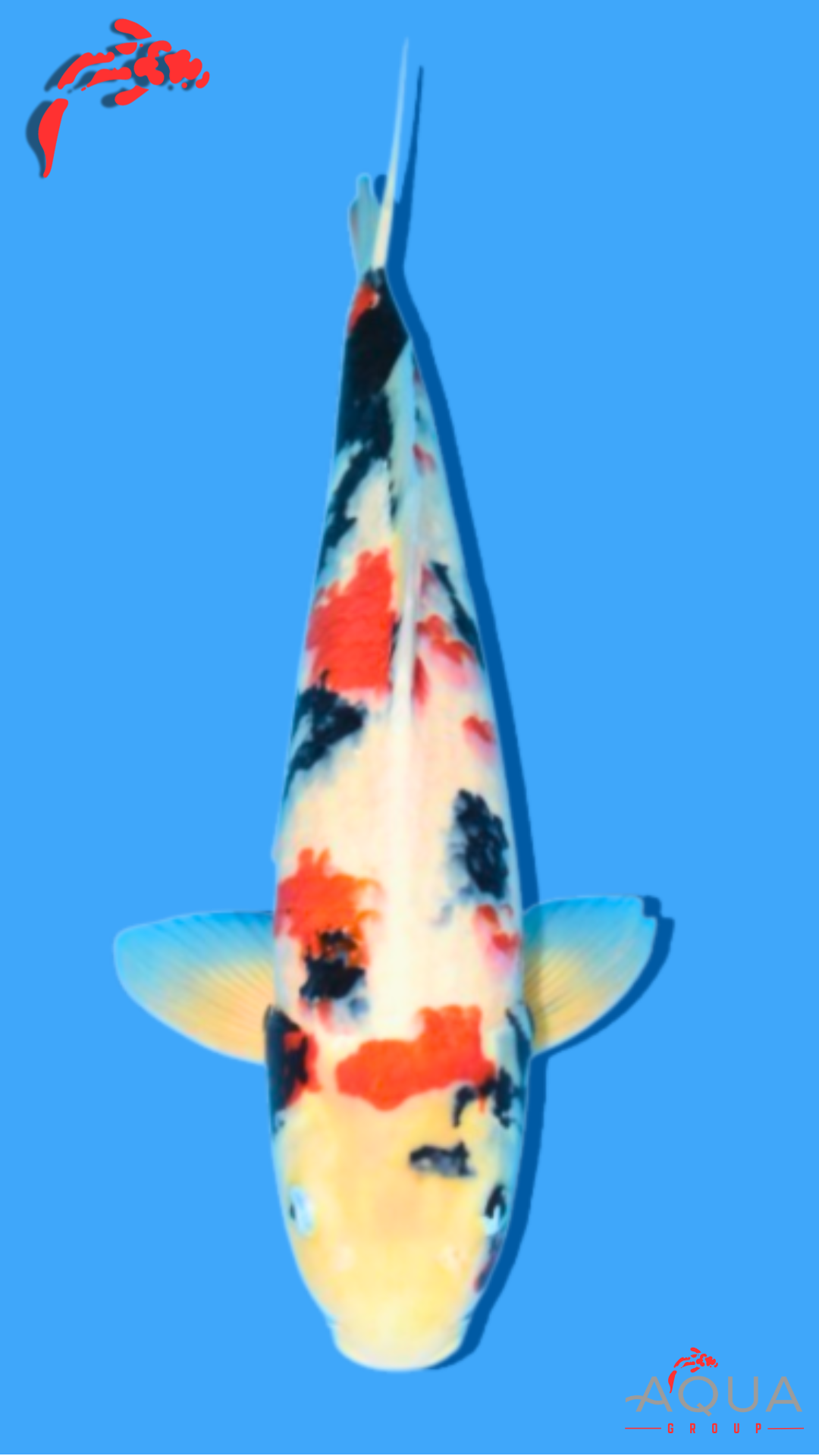 Showa - Isa - Nisai