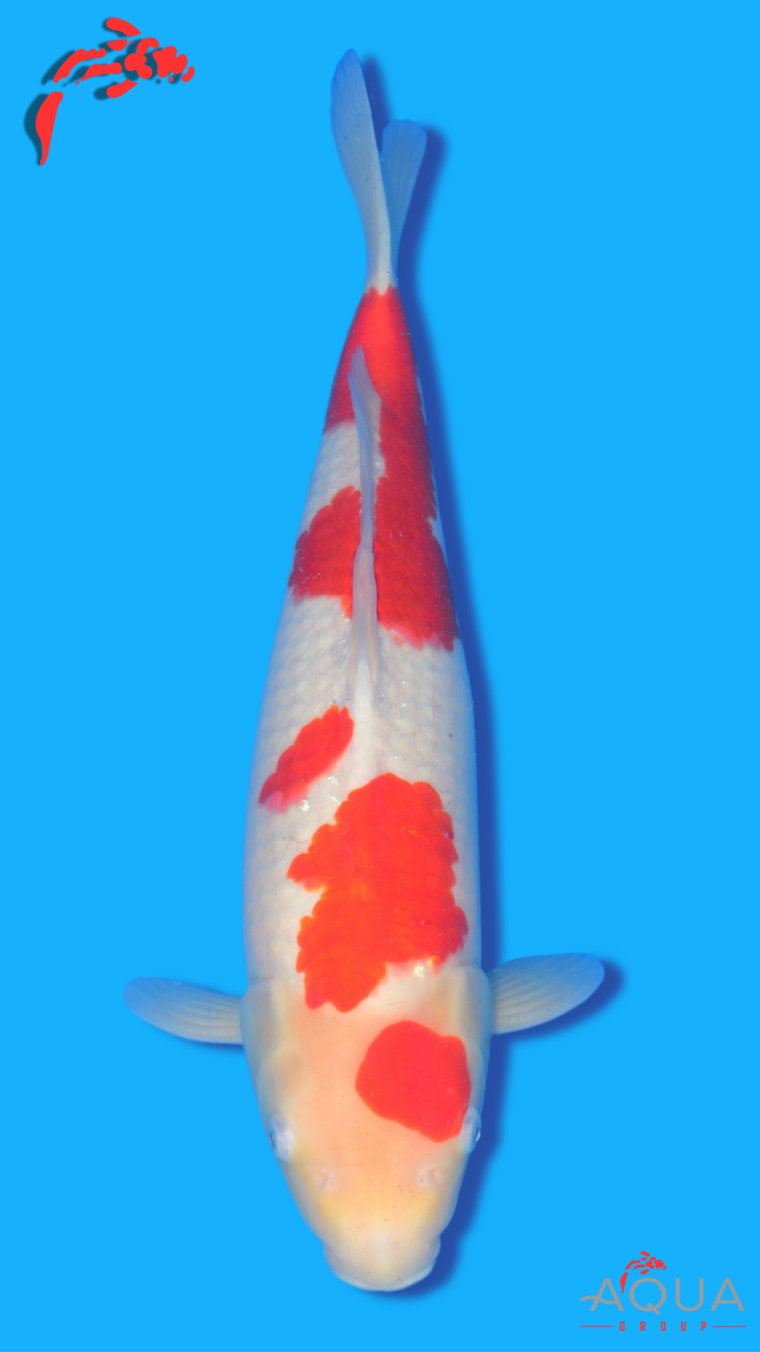 Kohaku