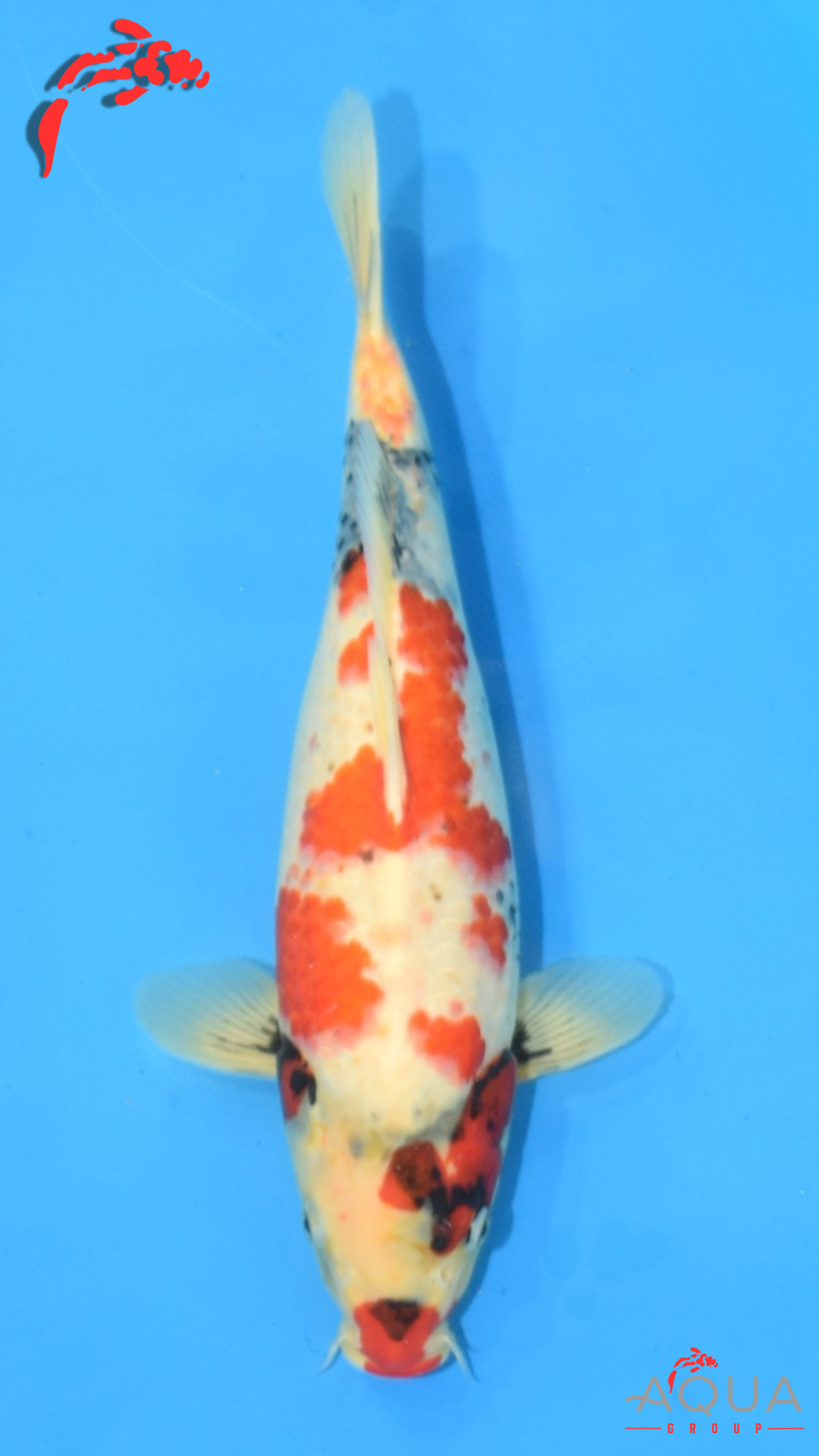 Showa - Isa - Nisai - #01