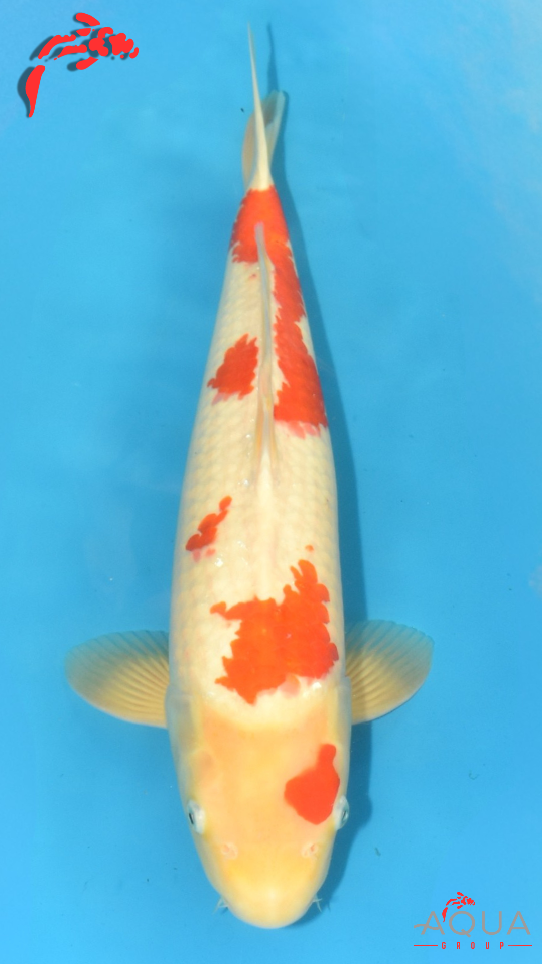 Kohaku - Dainichi - Nisai