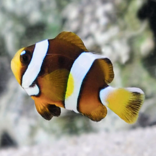 Eyelash Clarkii Clownfish (Pair)