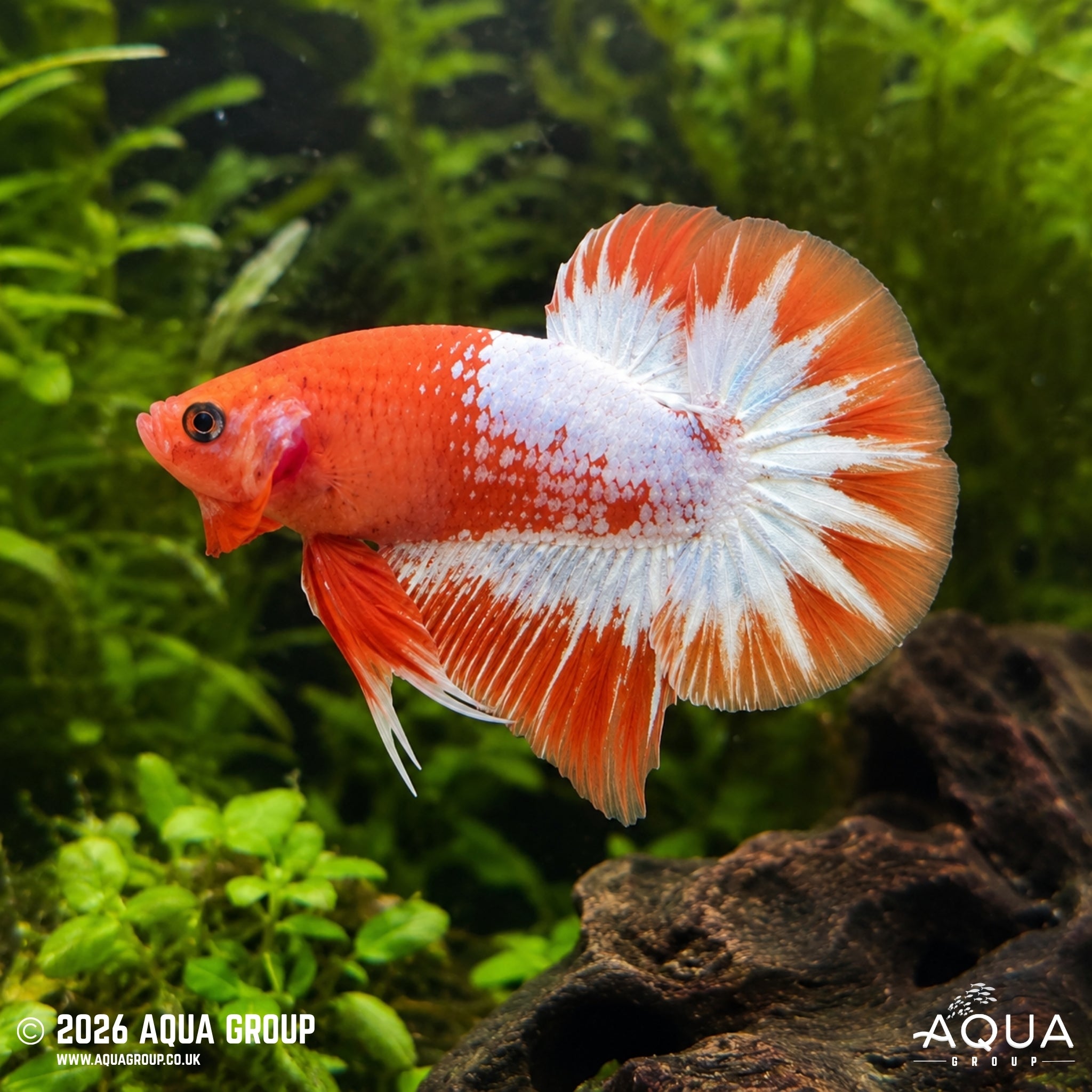 FCCP Plakat Betta - Betta splendens #7