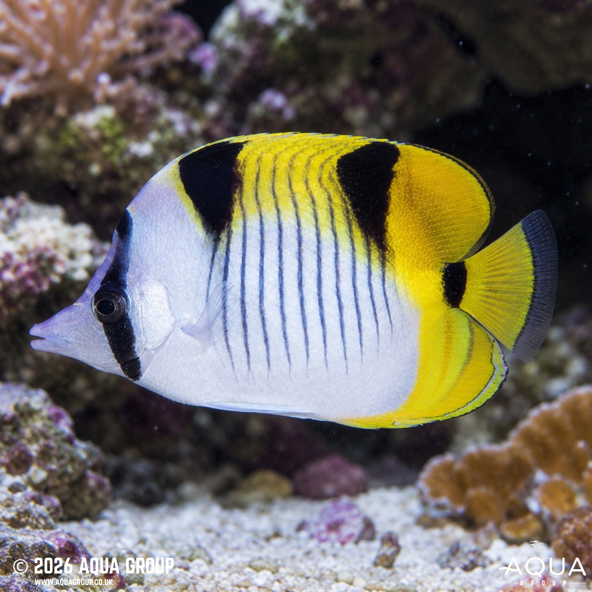 Falcula Butterfly - Chaetodon falcula - Aqua Group