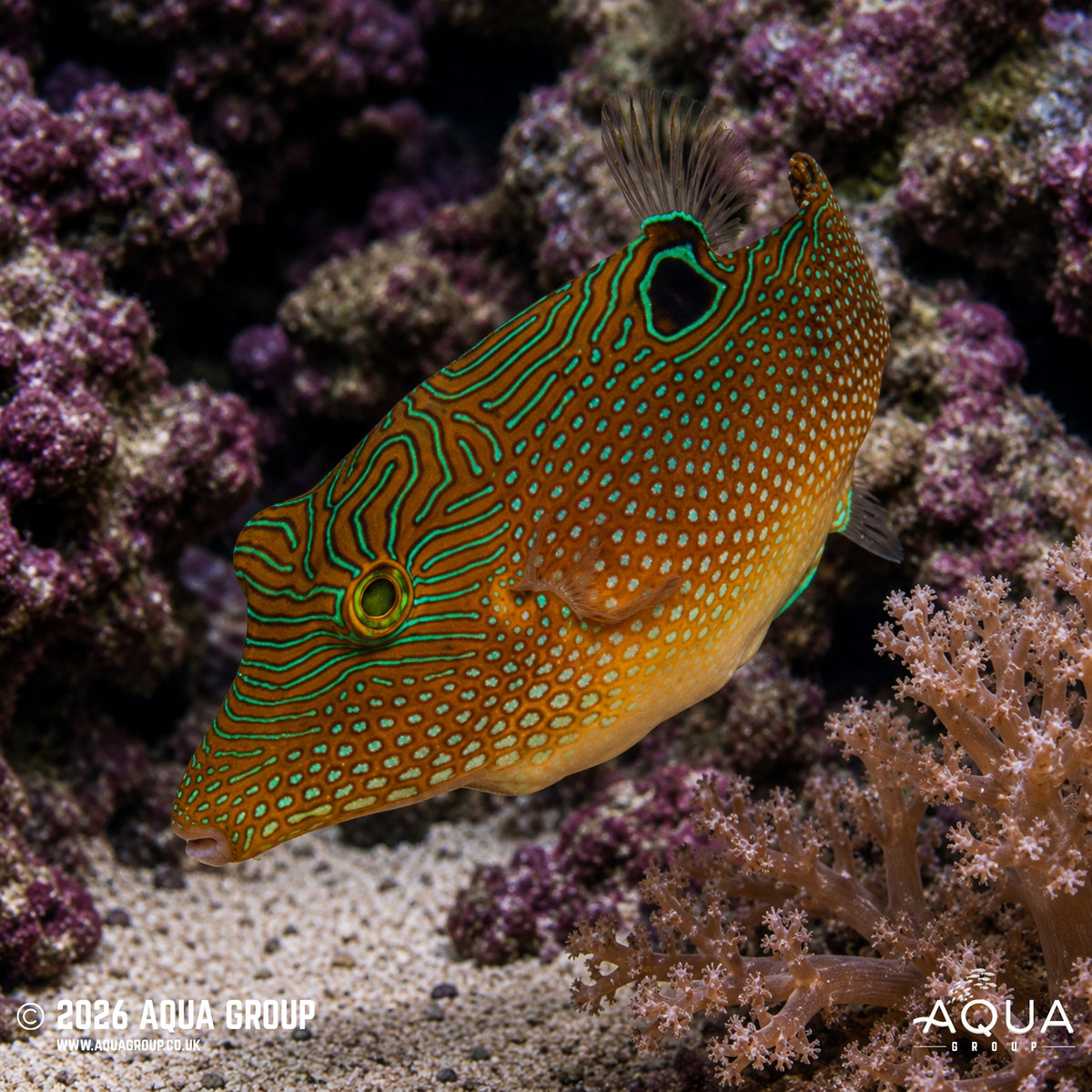False-eye Toby - Canthigaster solandri - Aqua Group
